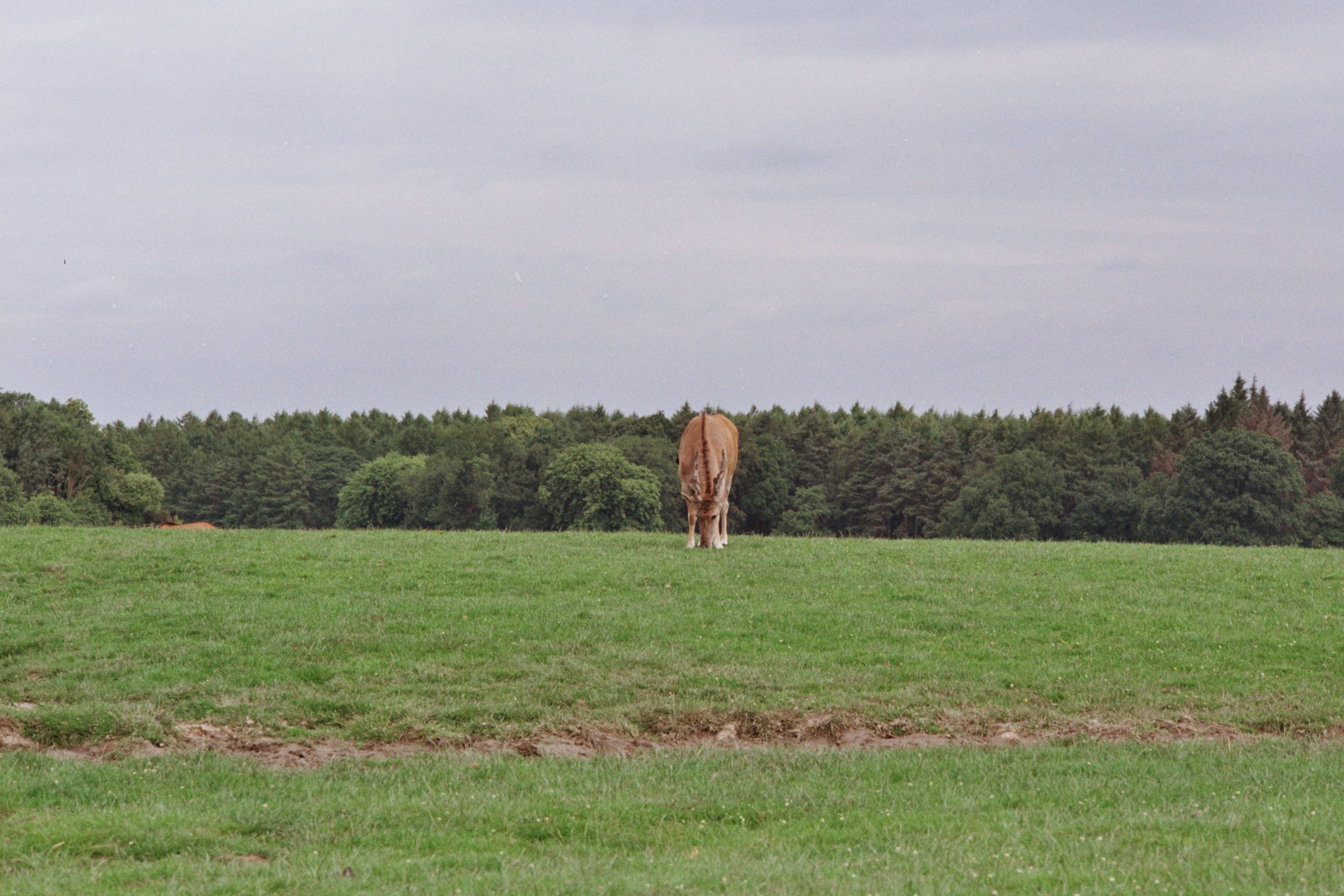 A horse grazing in a green field with trees.