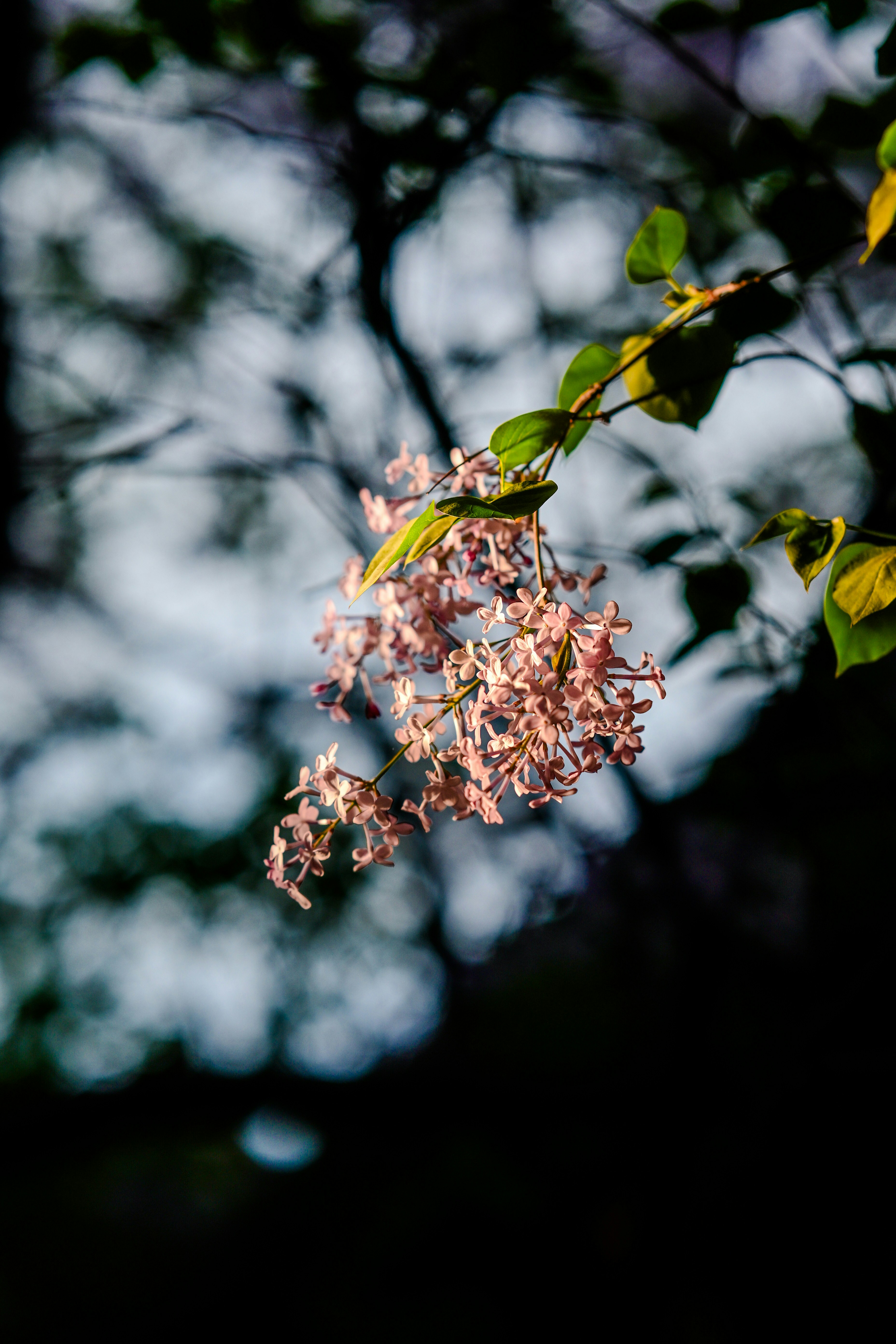 Photo by soujest