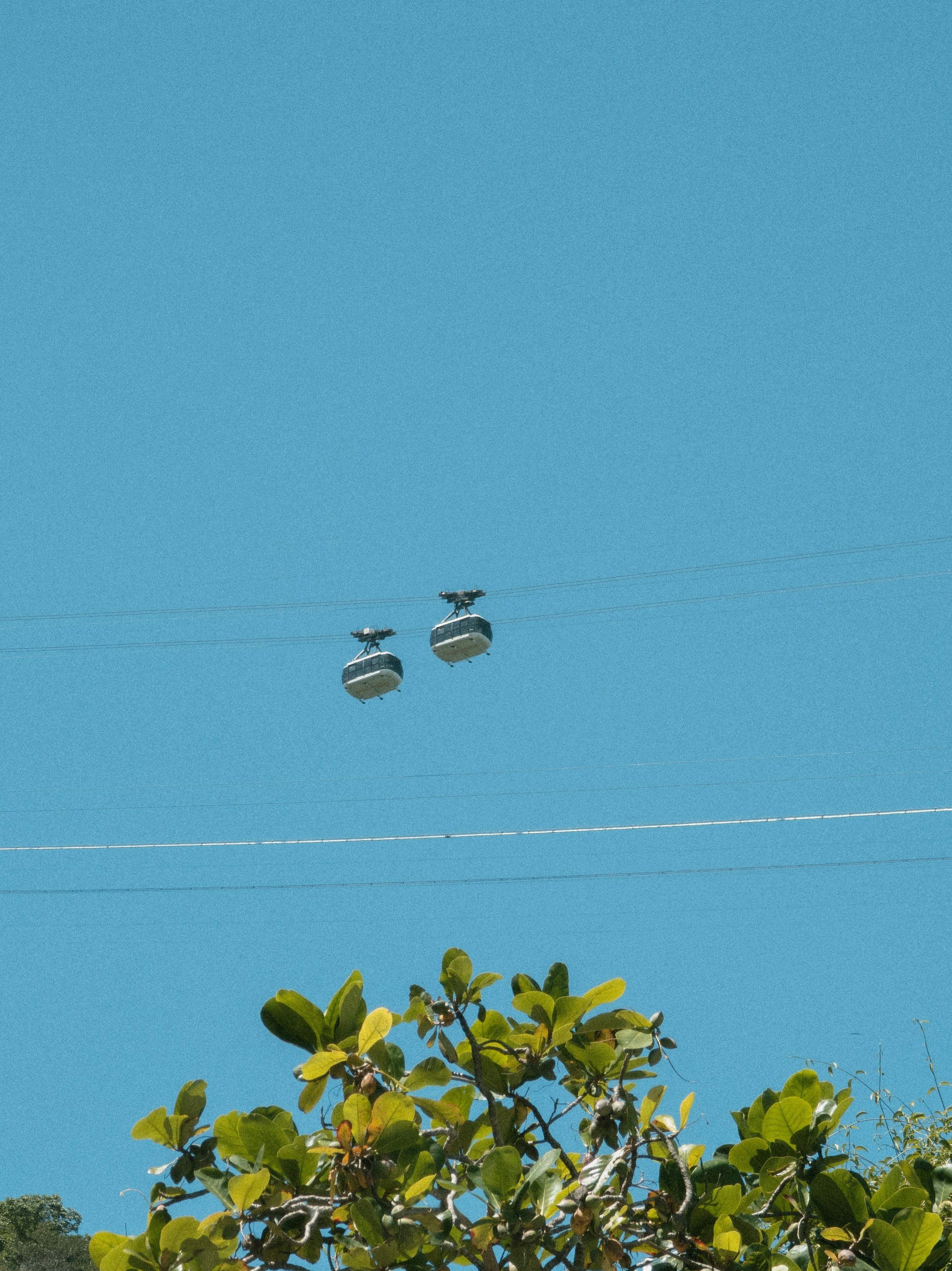 Cable cars glide across a clear blue sky above vibrant green foliage, capturing a moment of quiet elevation.