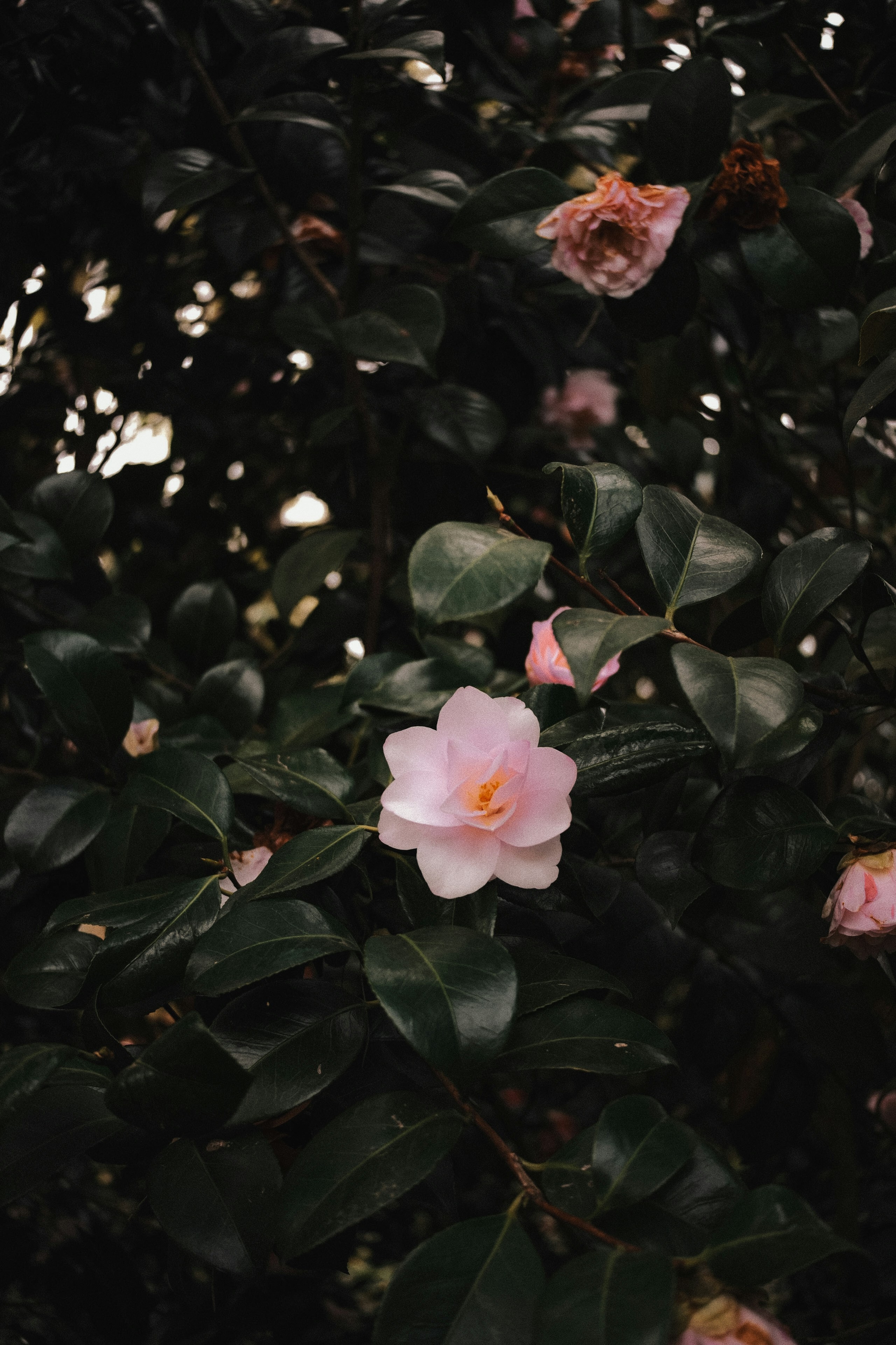 Photo by fujiescape