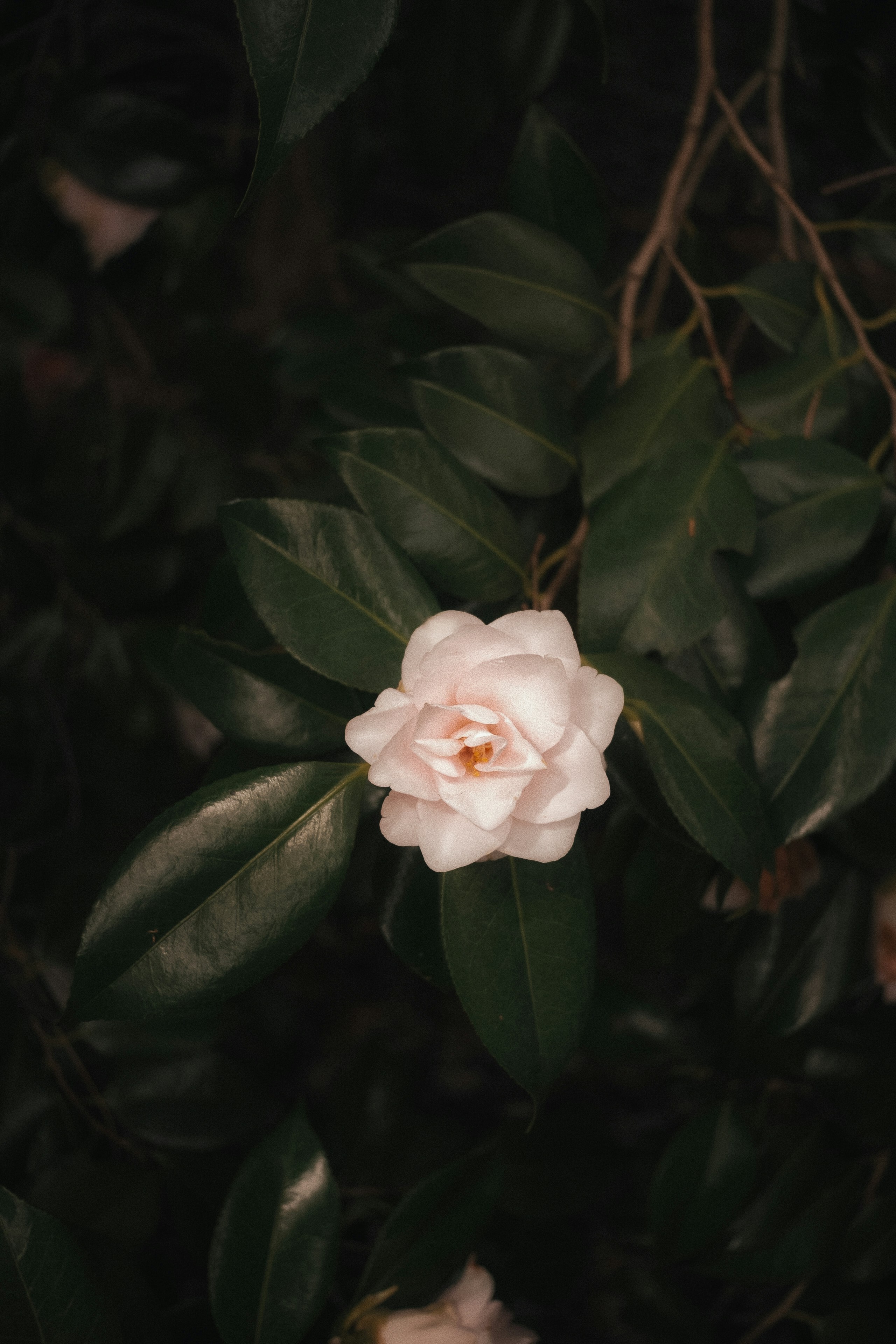 Photo by fujiescape