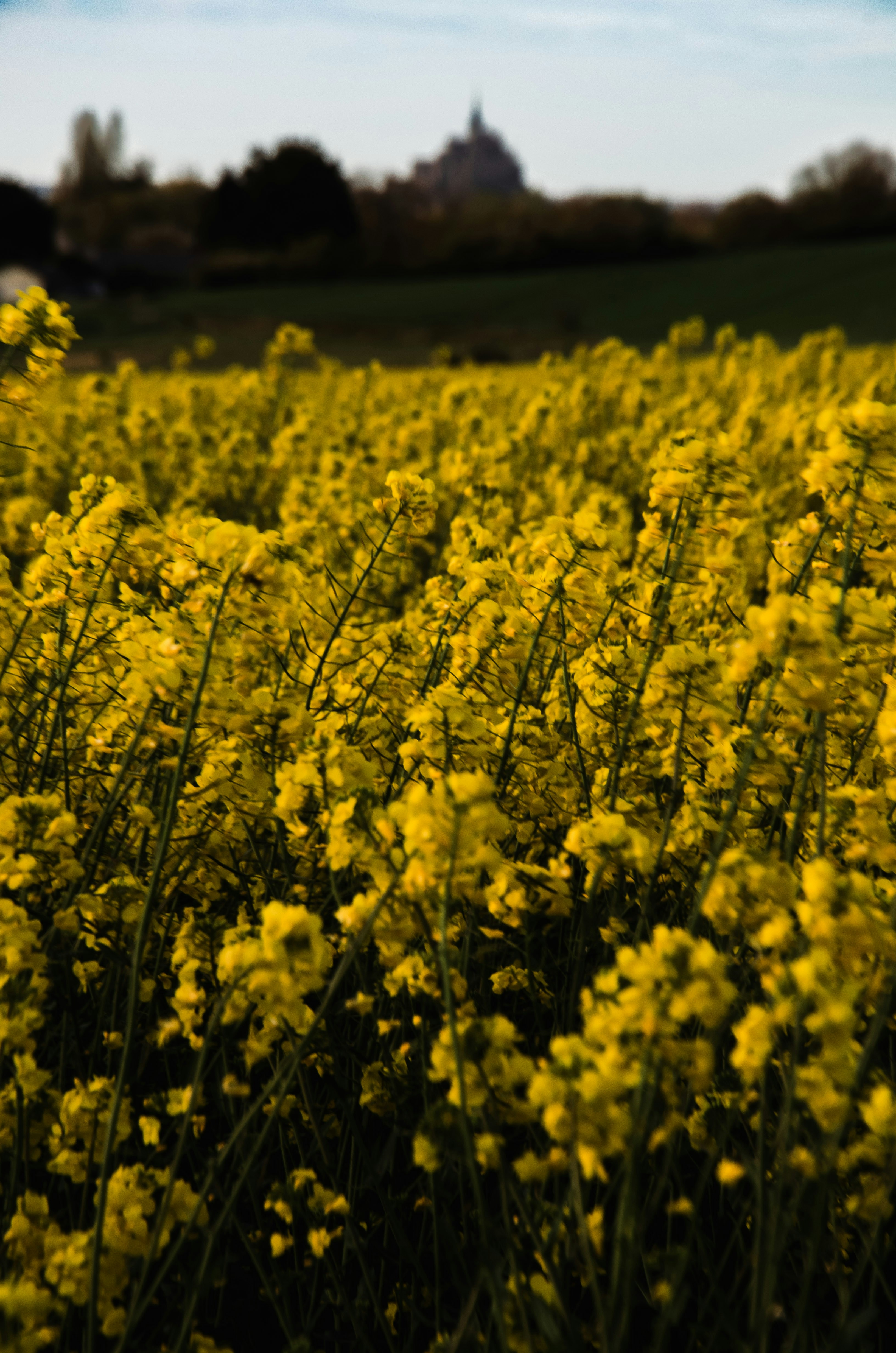 Field of yellow flowers with a distant building