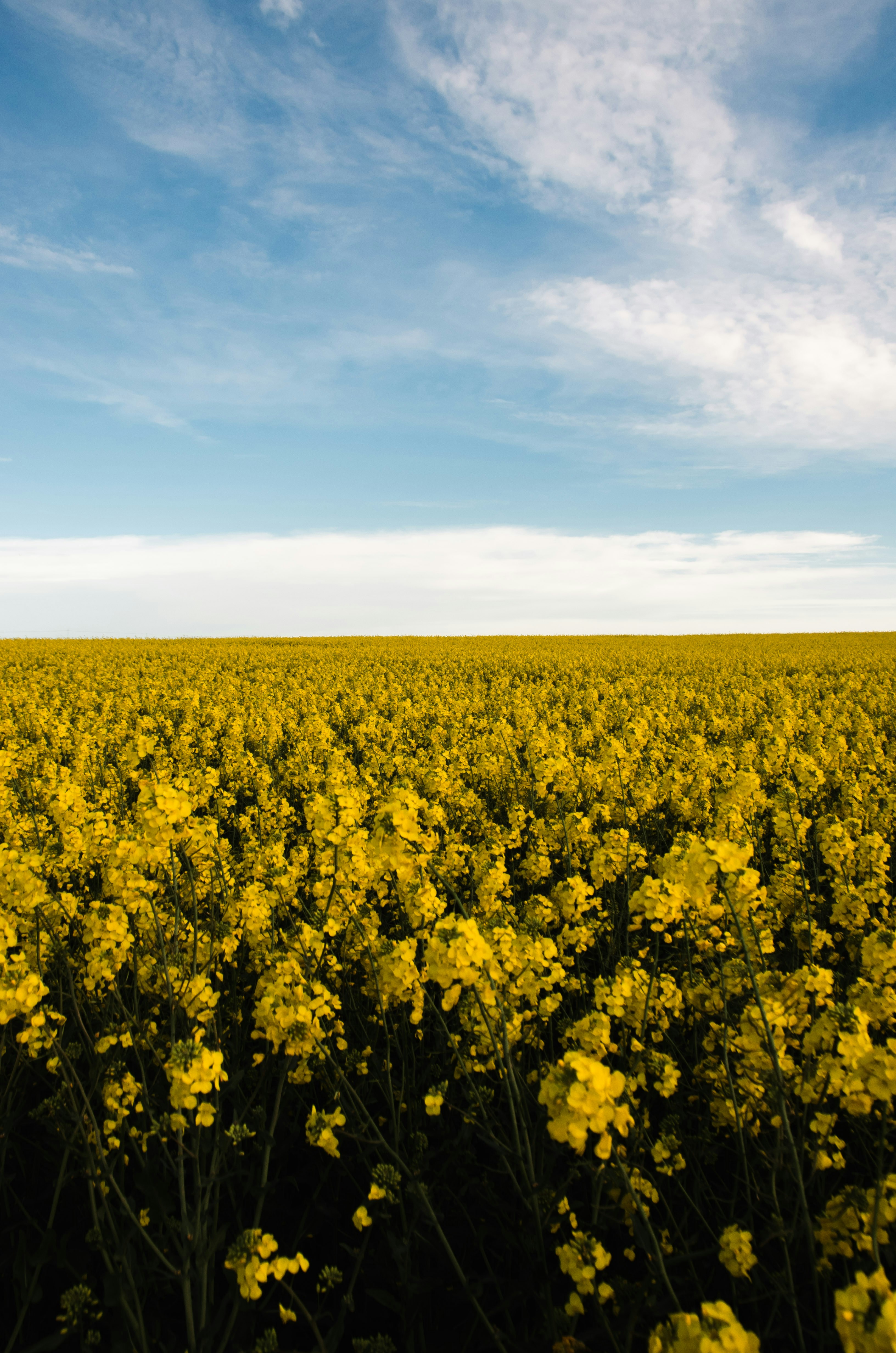 Vast field of yellow flowers under a blue sky