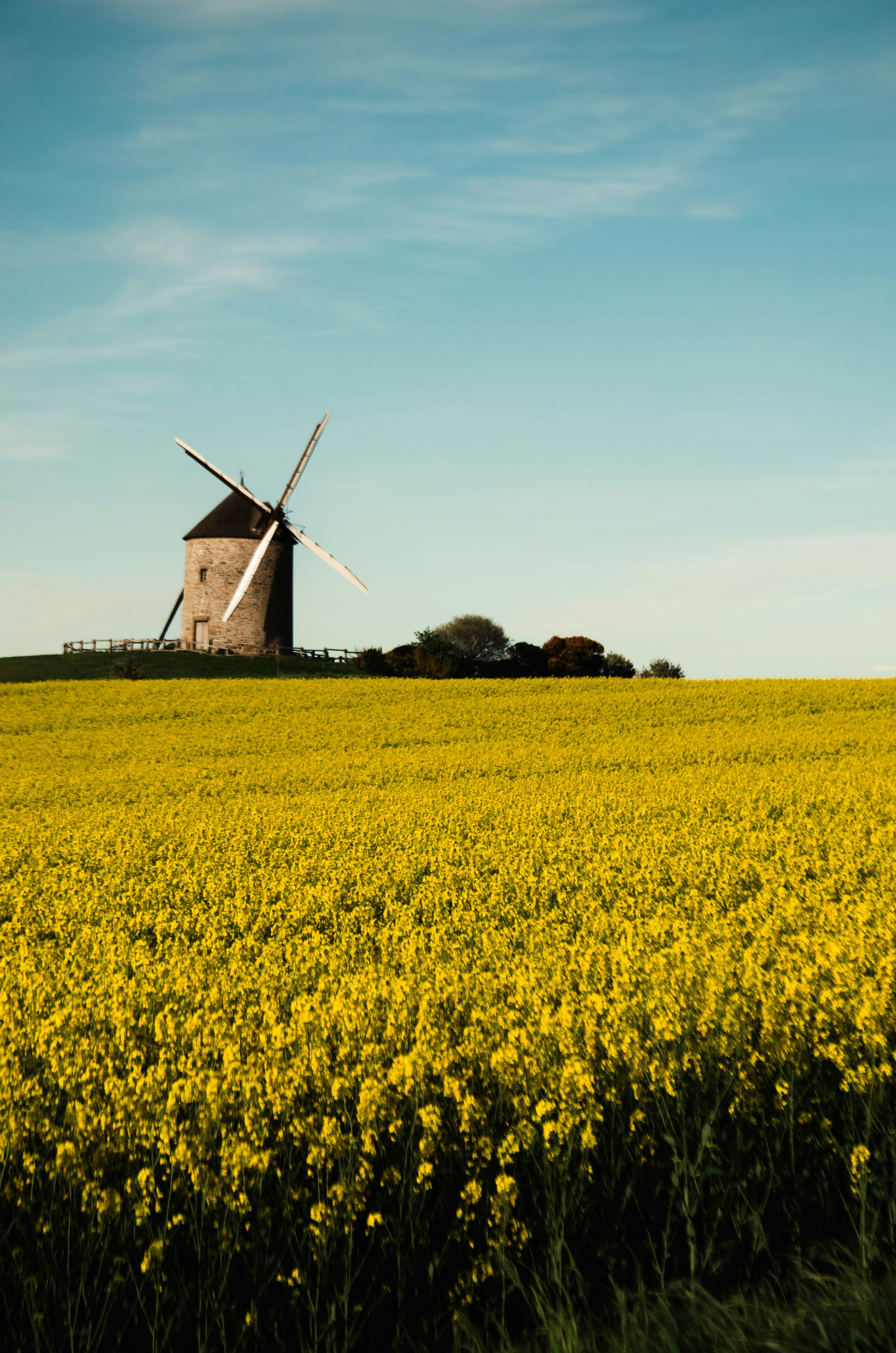 Windmill in a field of yellow flowers under blue sky