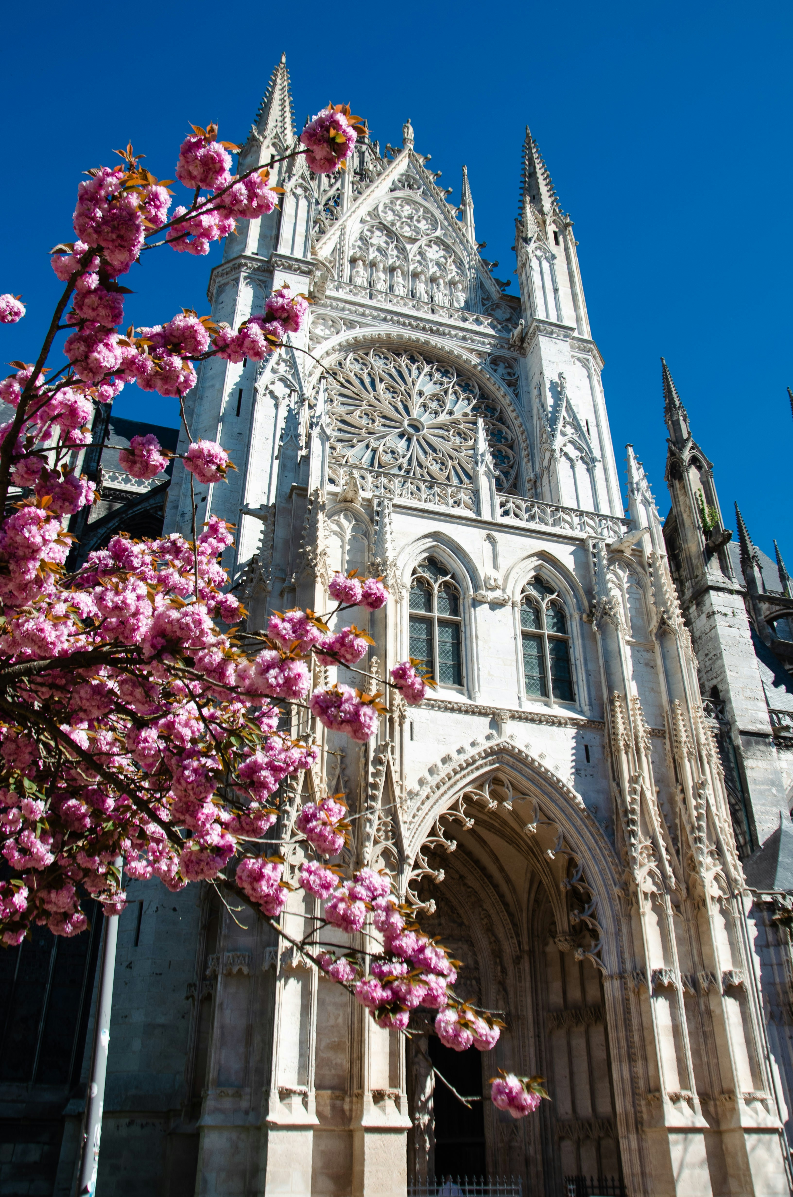 Gothic cathedral facade with blooming pink cherry blossoms.