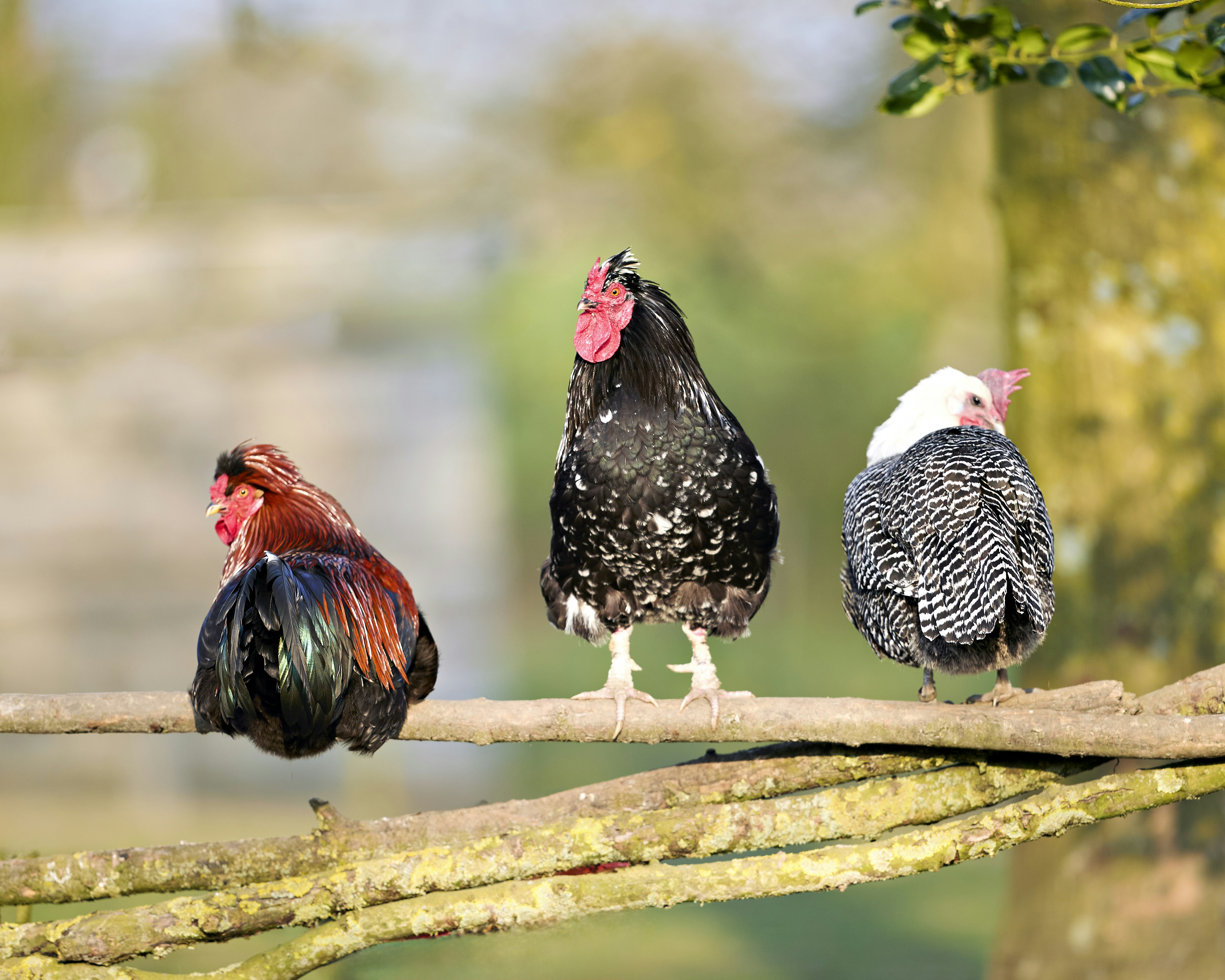Trois poules perchées sur une branche d’arbre