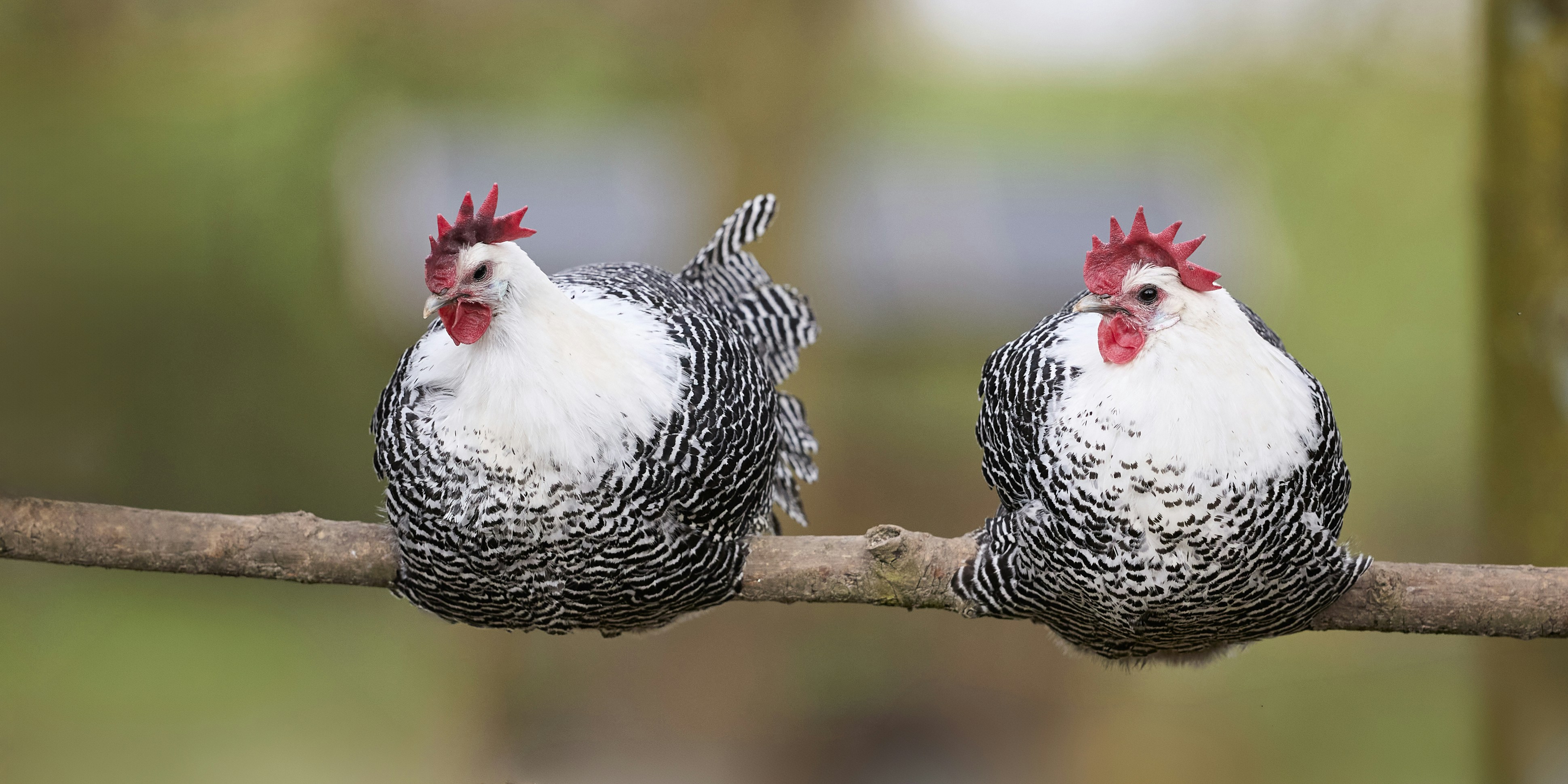 Deux poules perchées sur une branche d’arbre
