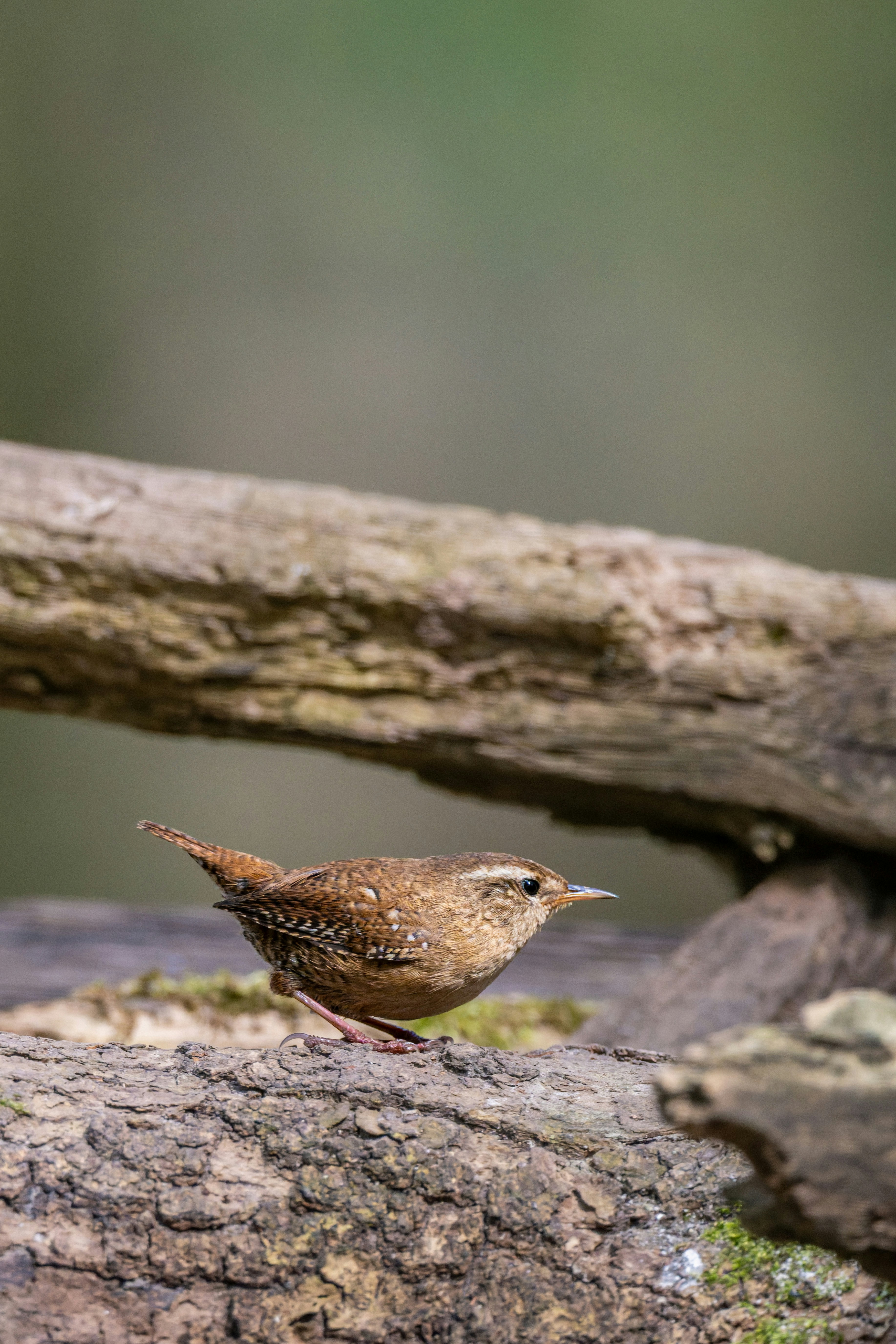Ein kleiner brauner Zaunkönig saß auf einem Baumstamm