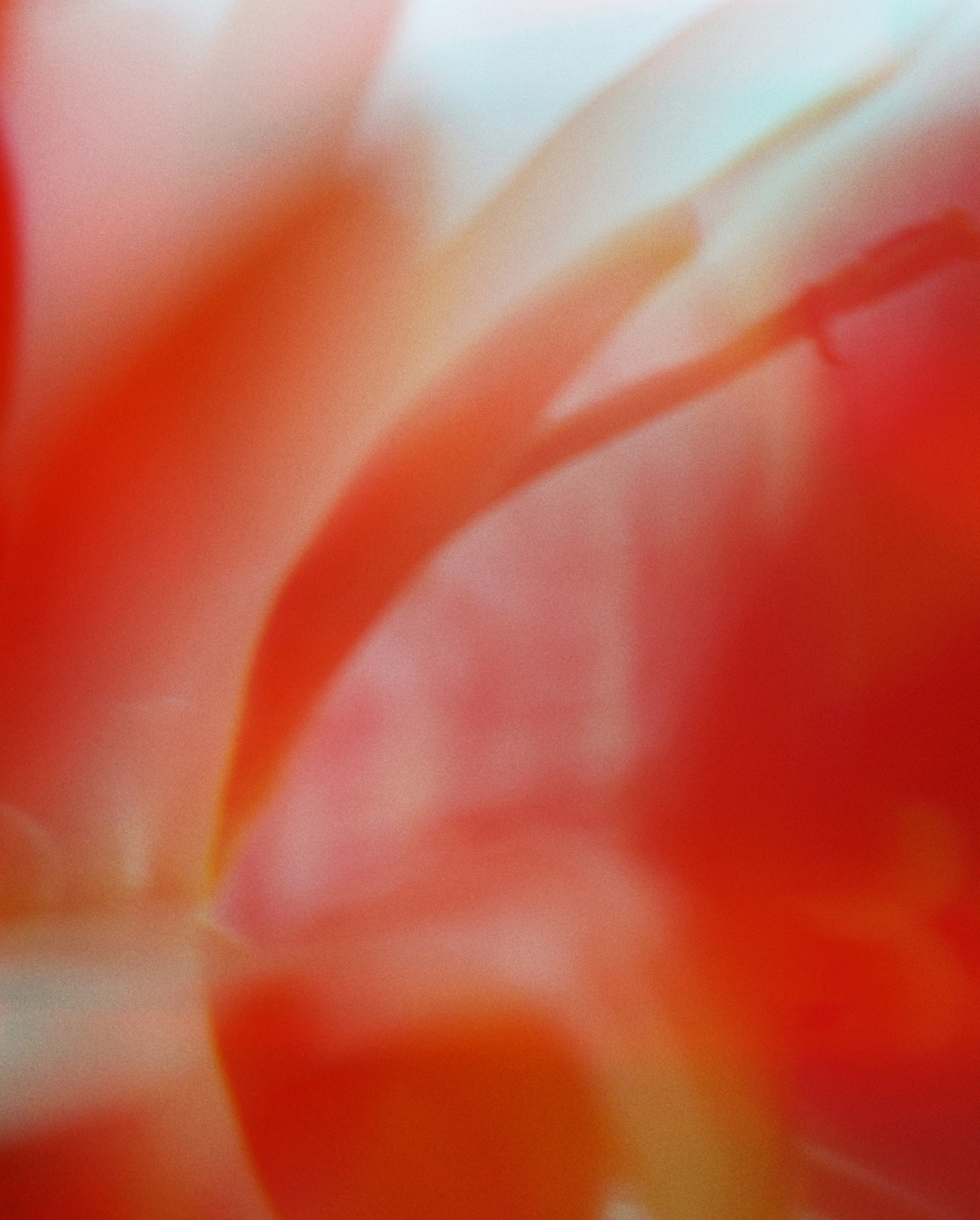 Abstract red and orange floral detail