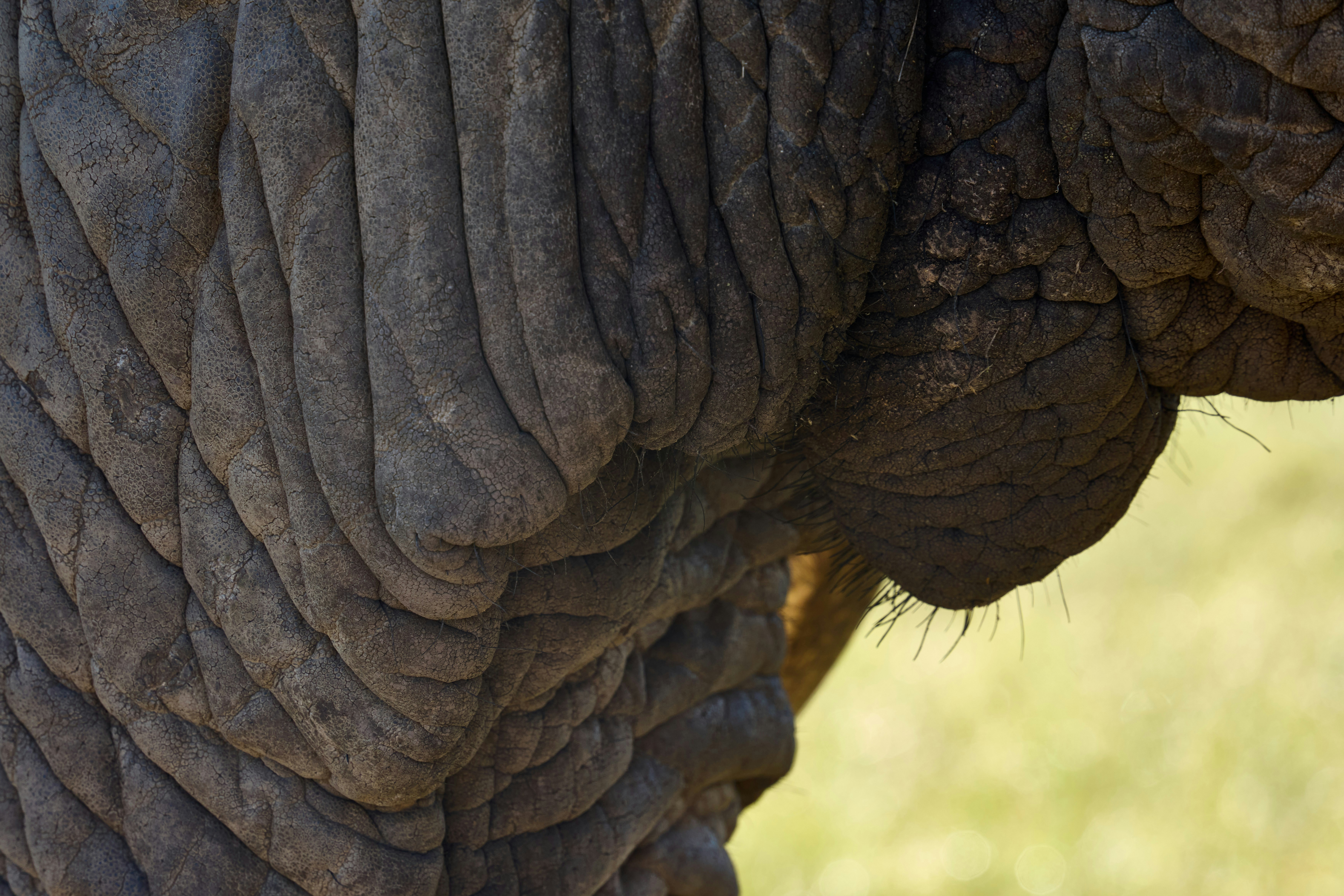 skin texture close up, wallpaper, Skin Microbiome: Why Researchers Are Focusing On It 2