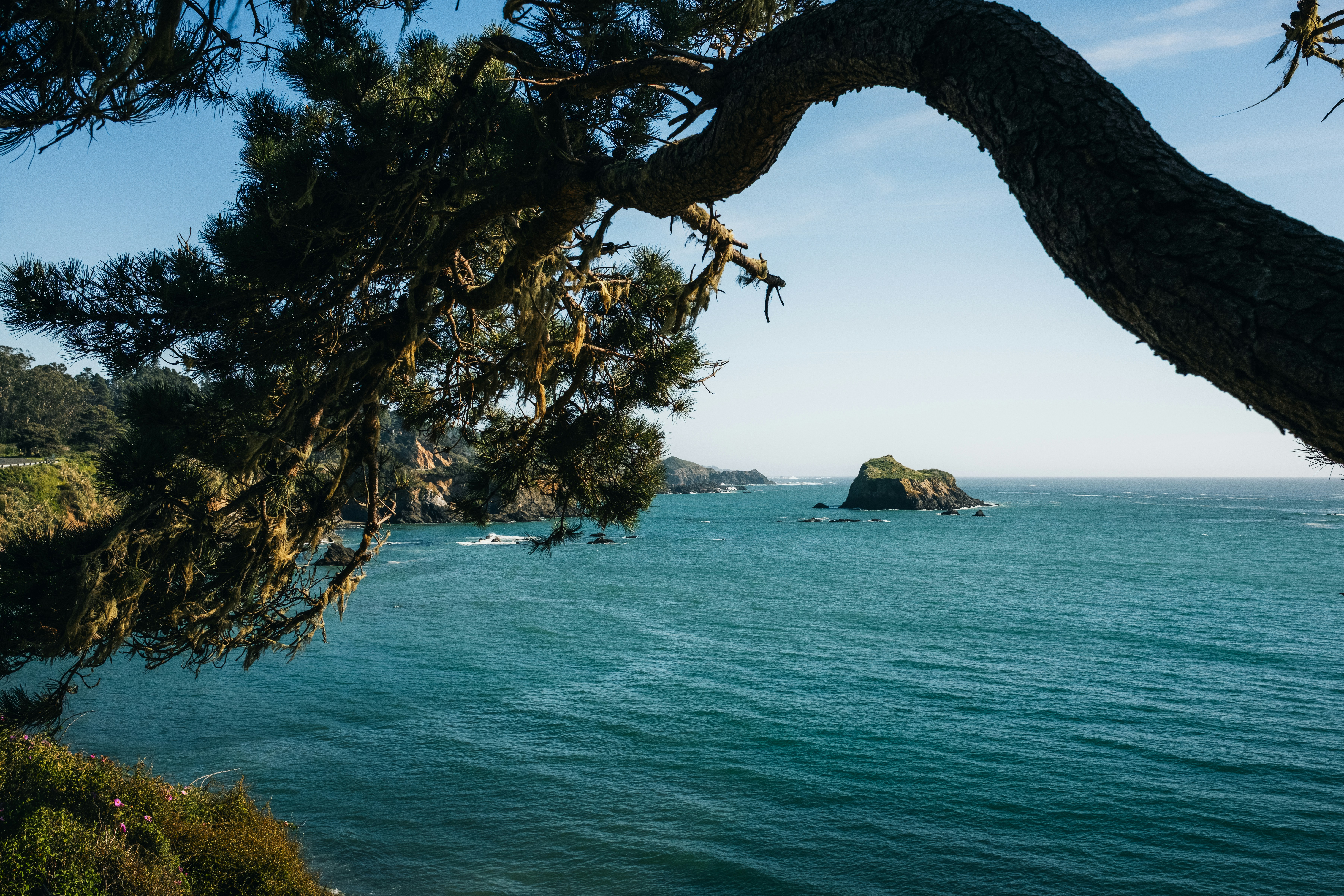 Ocean view with a rocky island and tree branch