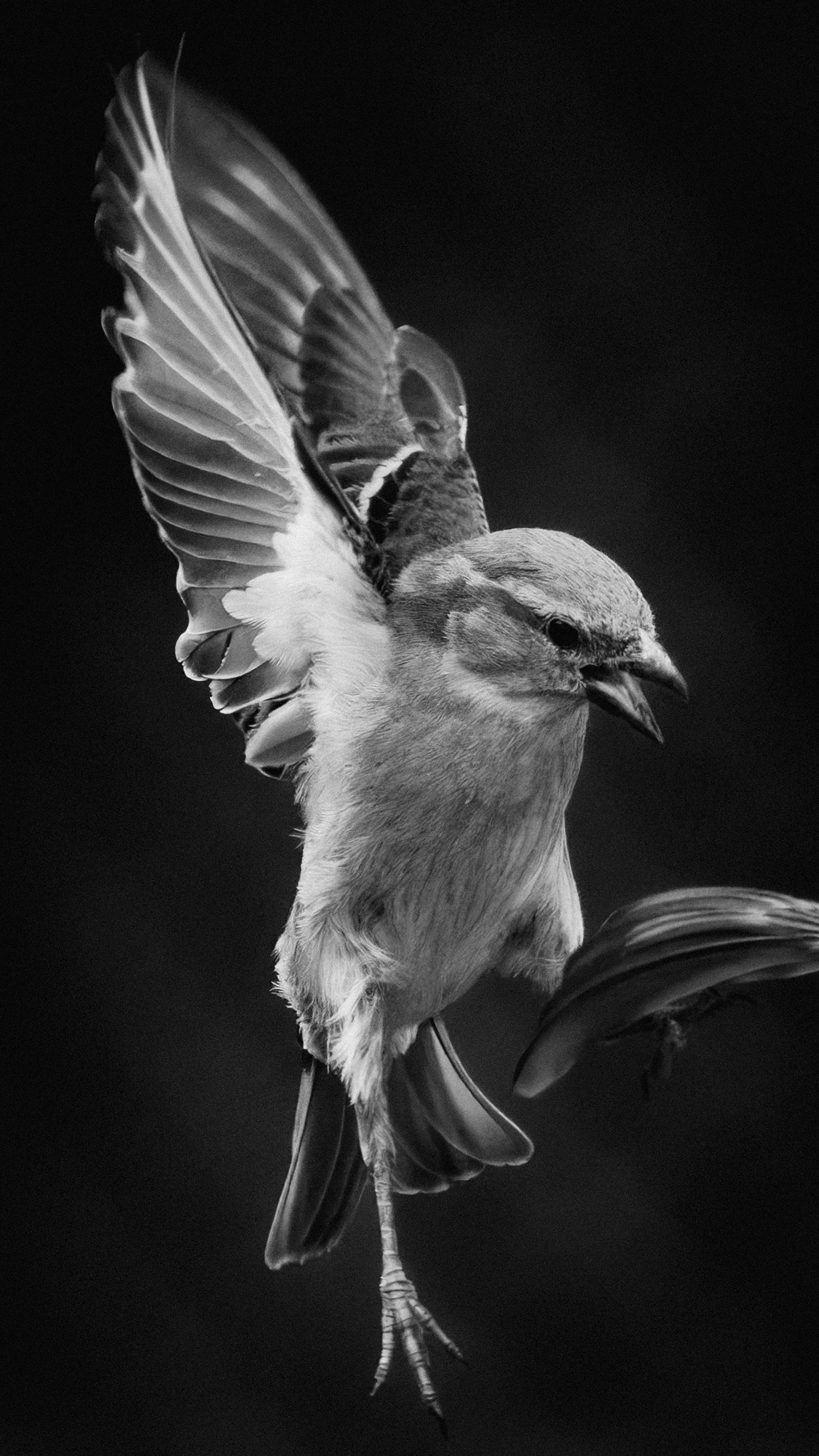 A bird with wings spread is perched on a branch.