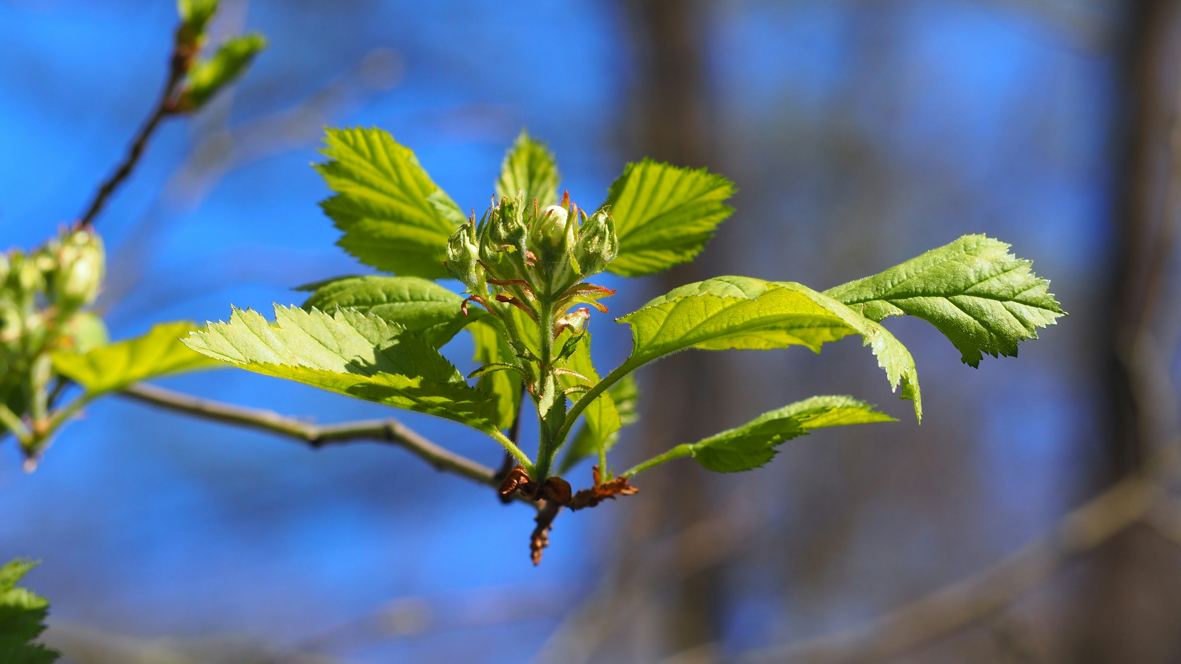 New green leaves unfurling on a tree branch.