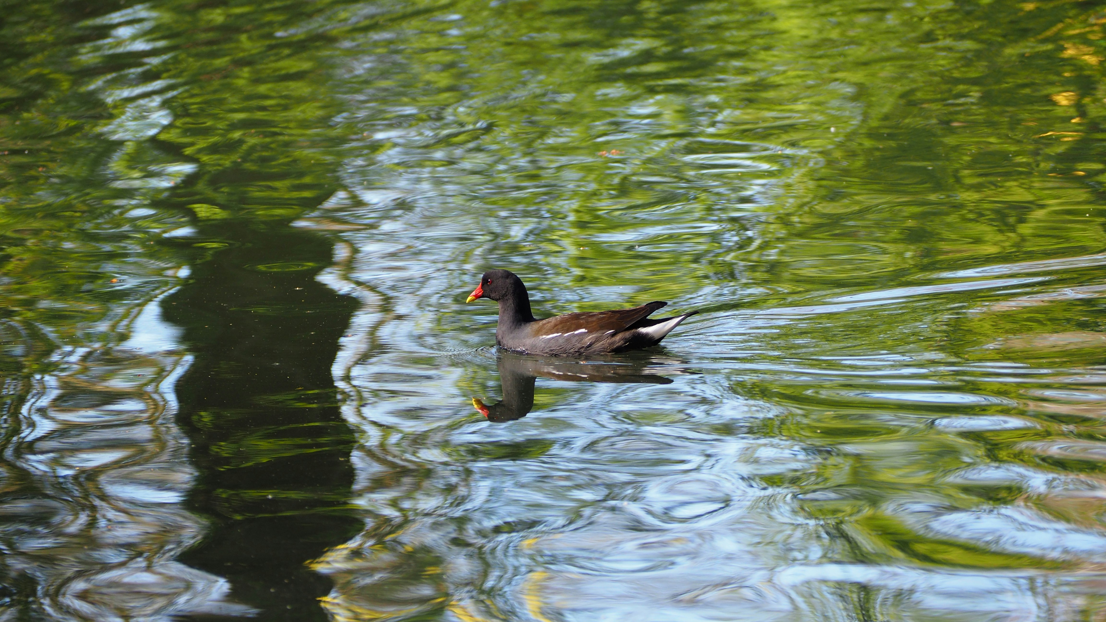 A duck swims on a rippling green pond.