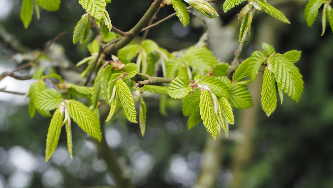 Powell Leaves May 15, Warsh Vote May 11: What Happens in the 4-Day Fed Leadership Gap