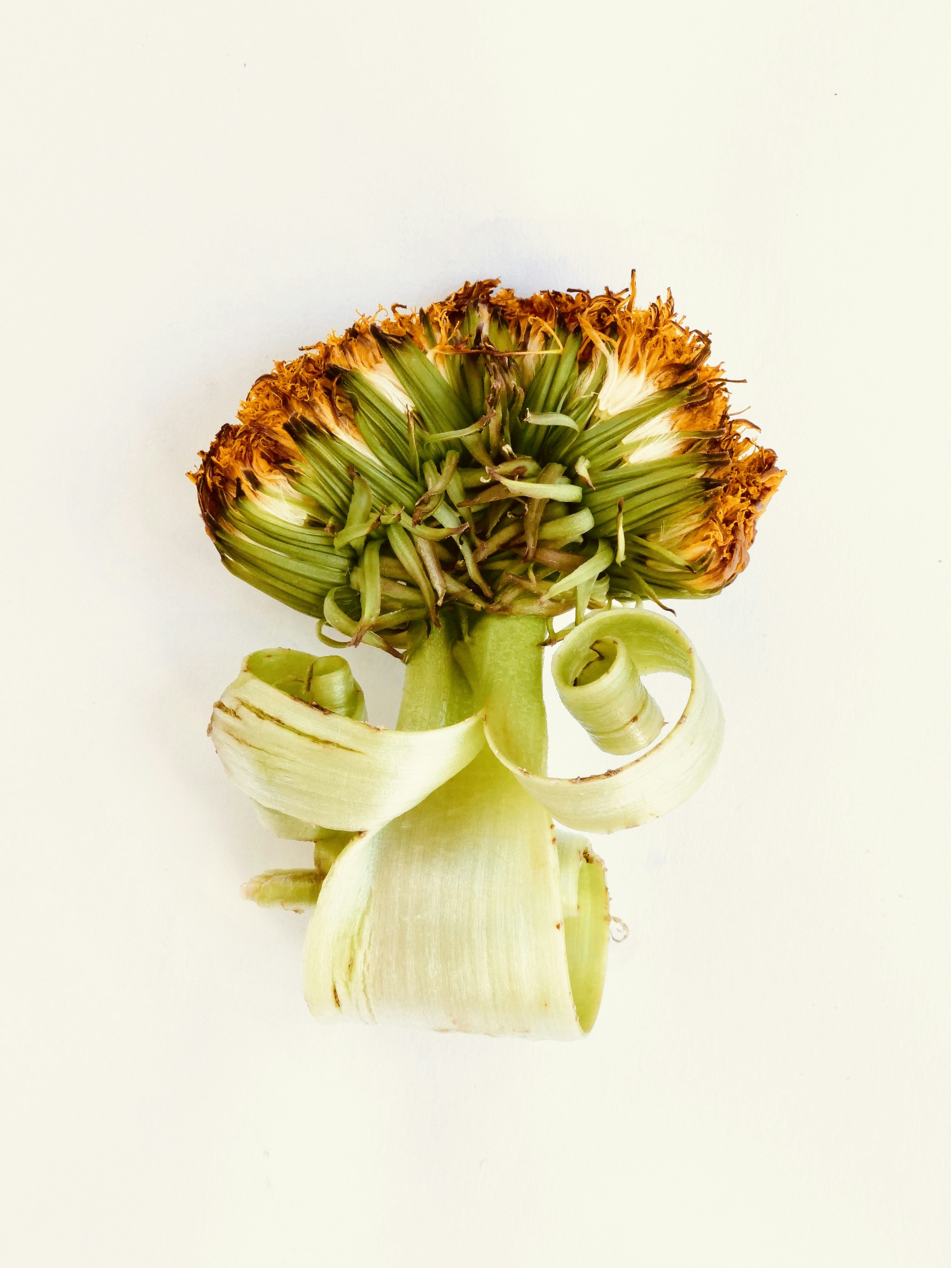 Une tête de graine de pissenlit séchée avec une tige verte qui s’écaille