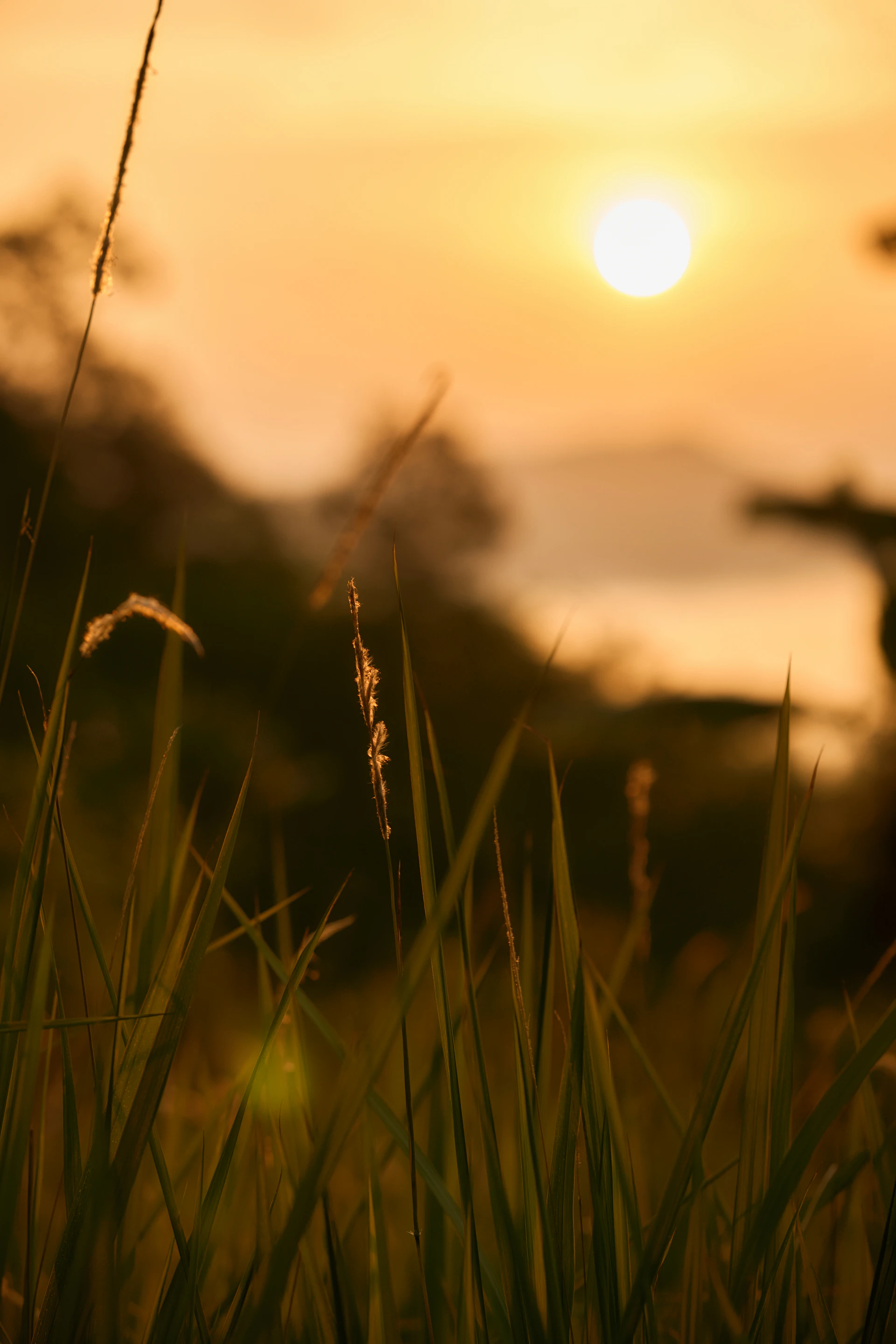 Golden sunset over a grassy hill with distant water