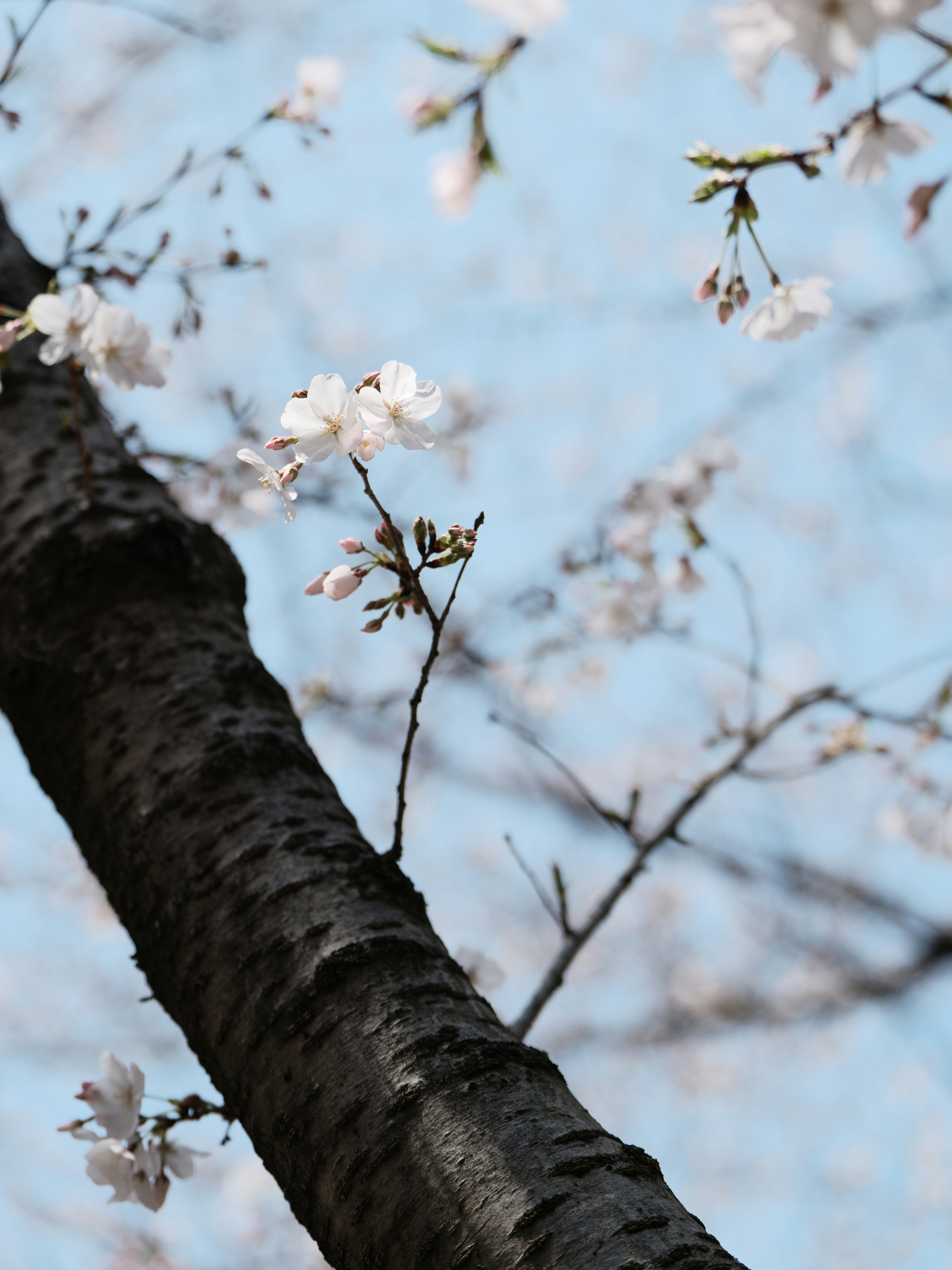 Des cerisiers en fleurs sur une branche d’arbre contre un ciel bleu