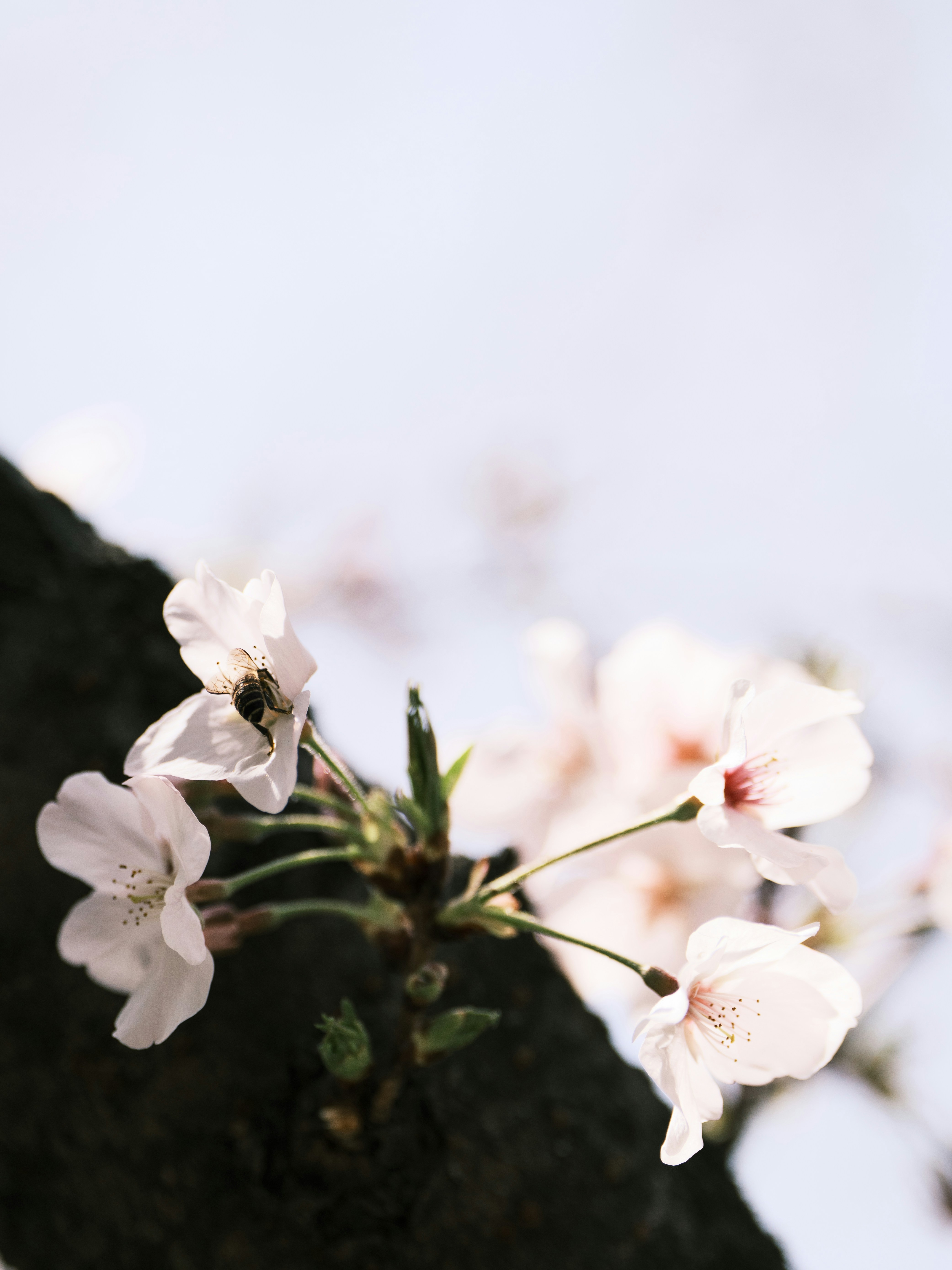 Gros plan des cerisiers en fleurs sur une branche d’arbre