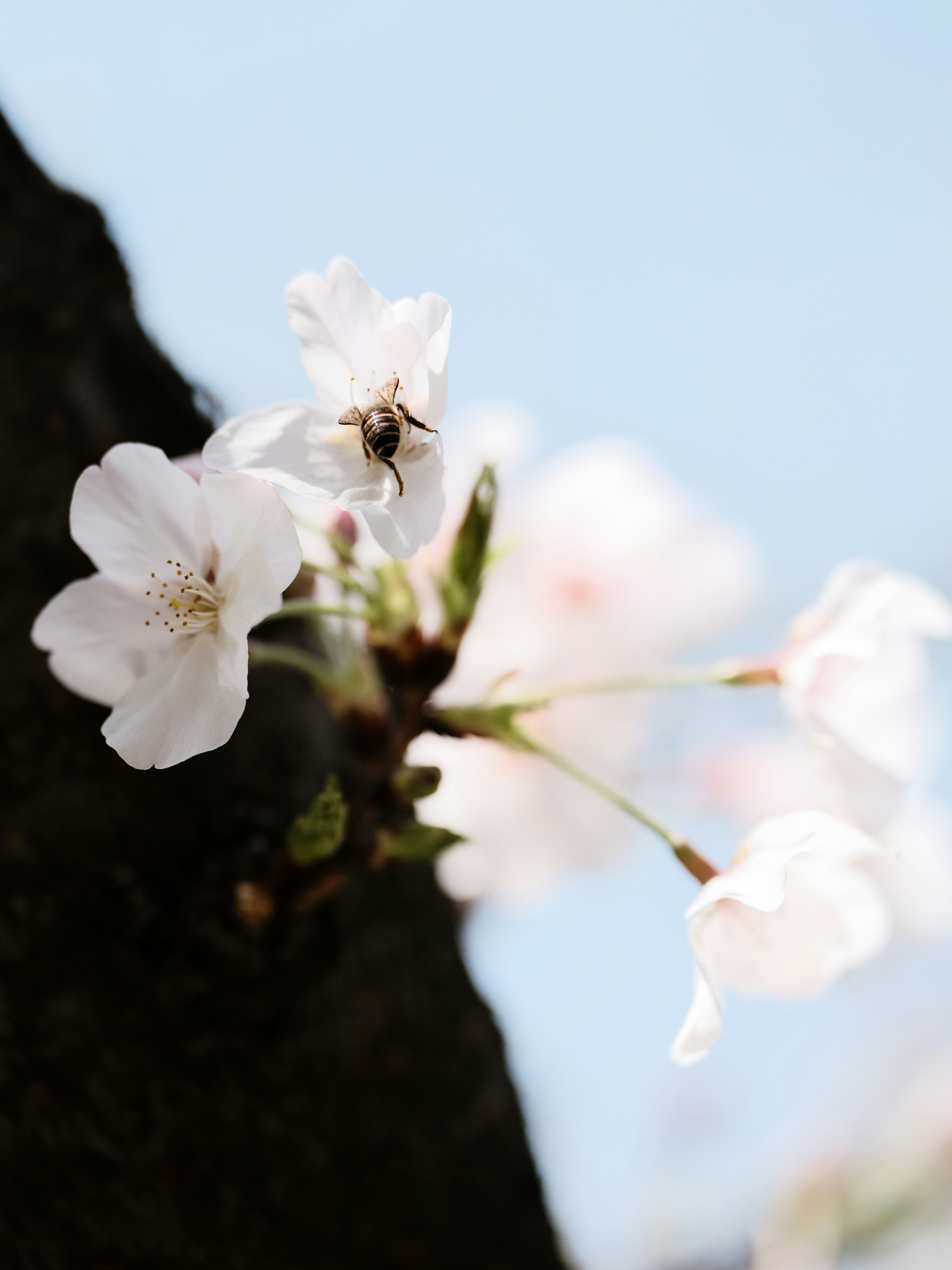 Abeille sur une fleur de cerisier