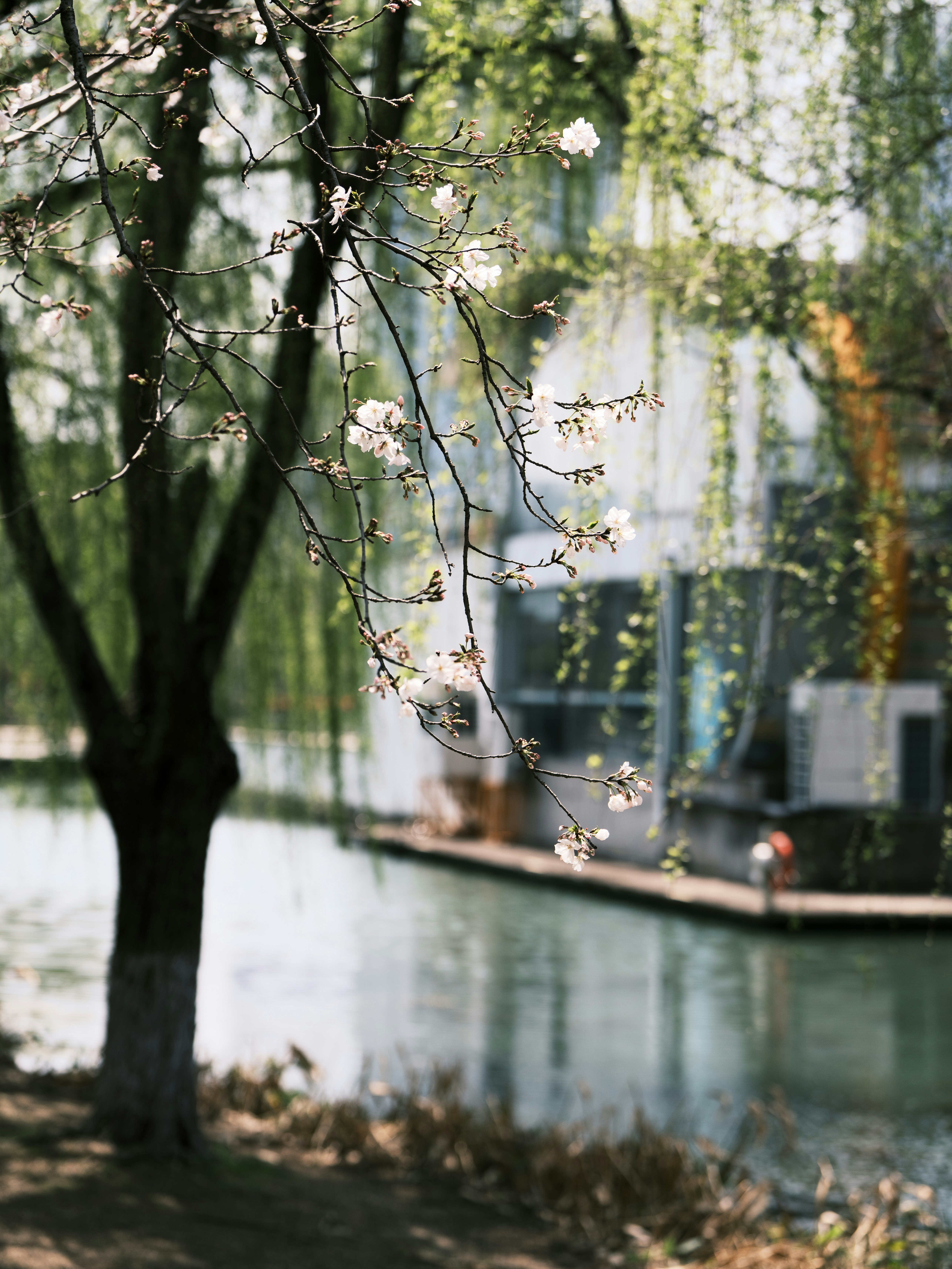 Des branches d’arbres en fleurs au-dessus d’un canal calme avec des bâtiments.