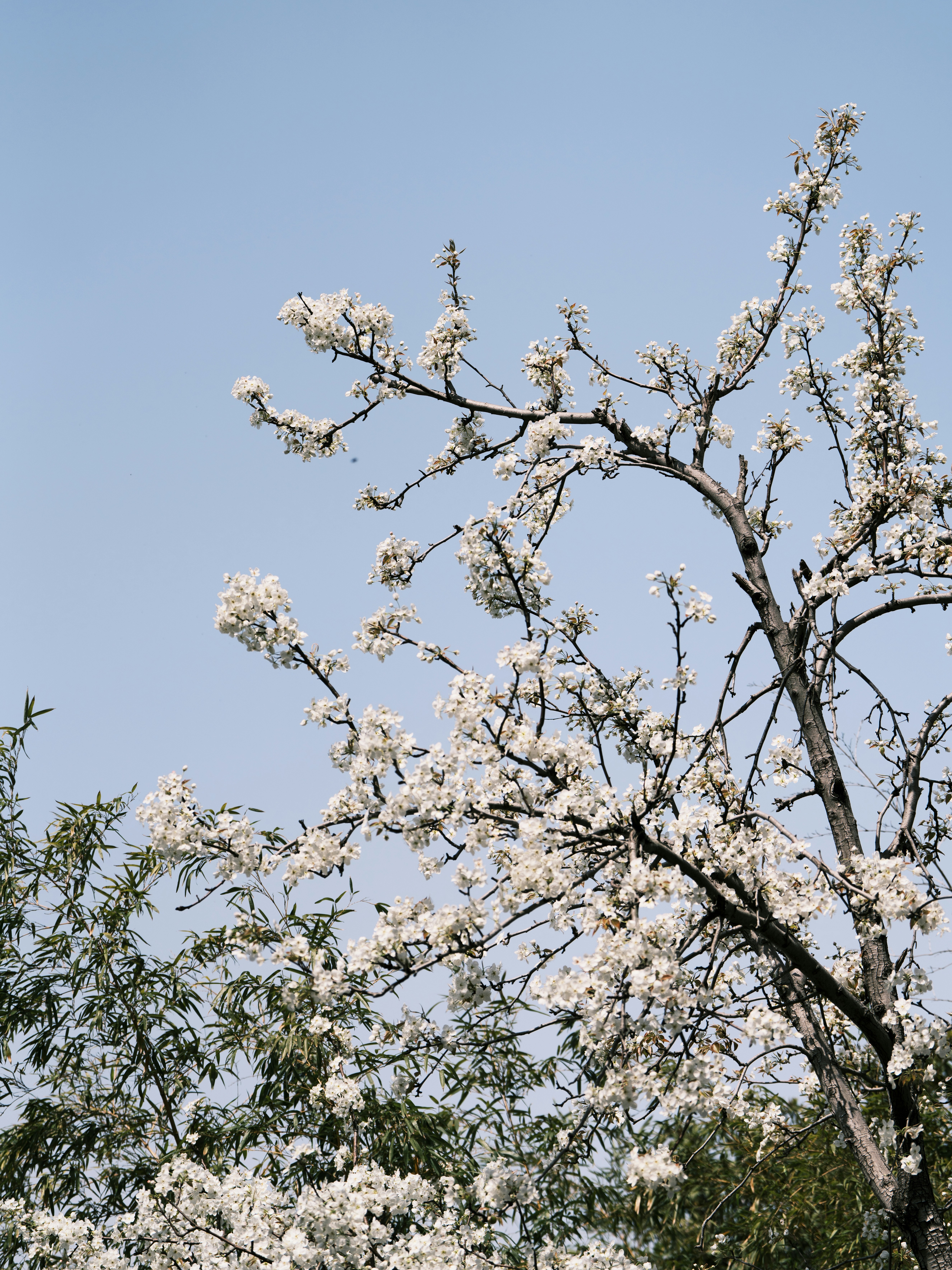 Des fleurs blanches épanouissant sur un arbre contre un ciel bleu.