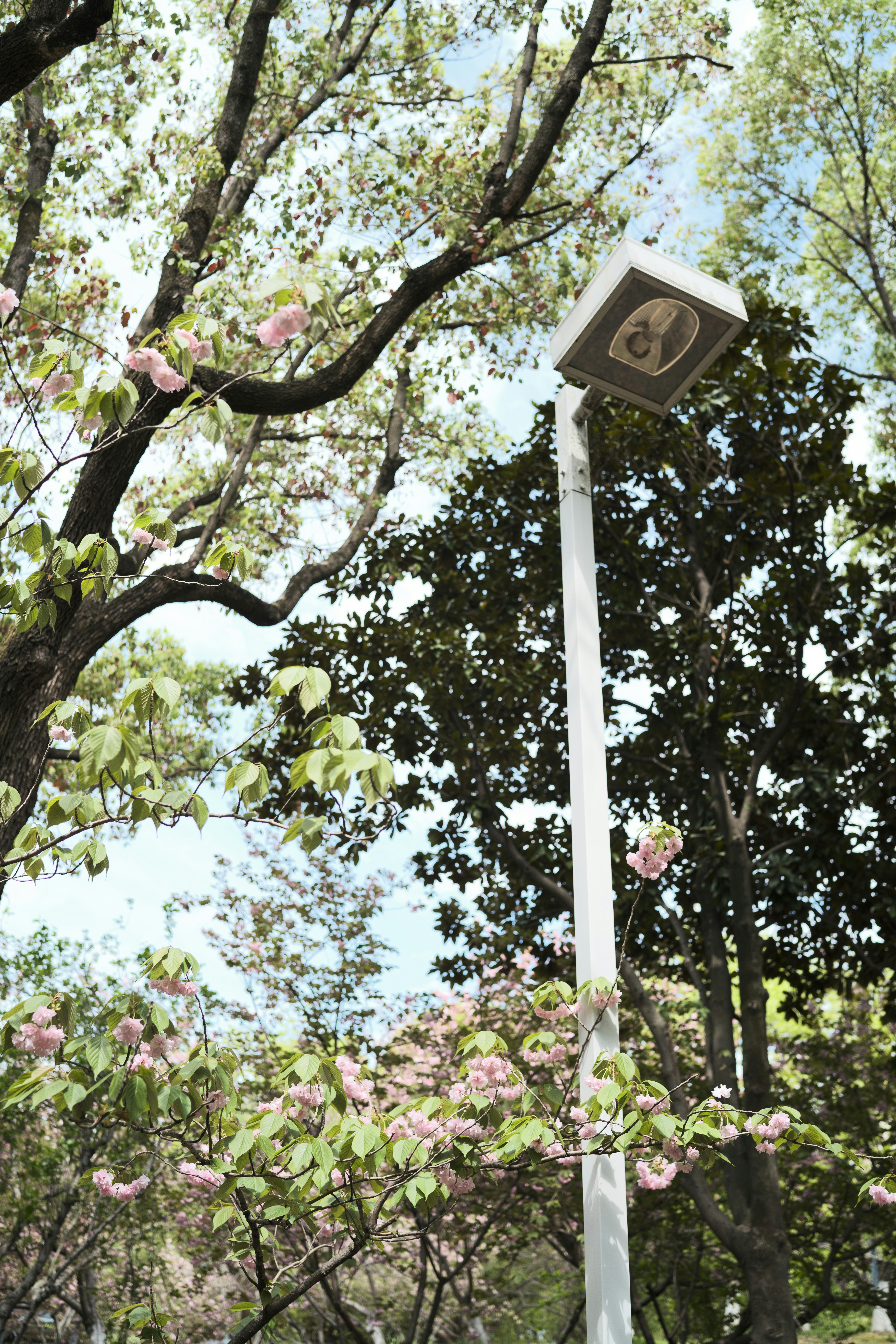 Un lampadaire entouré d’arbres en fleurs au printemps.