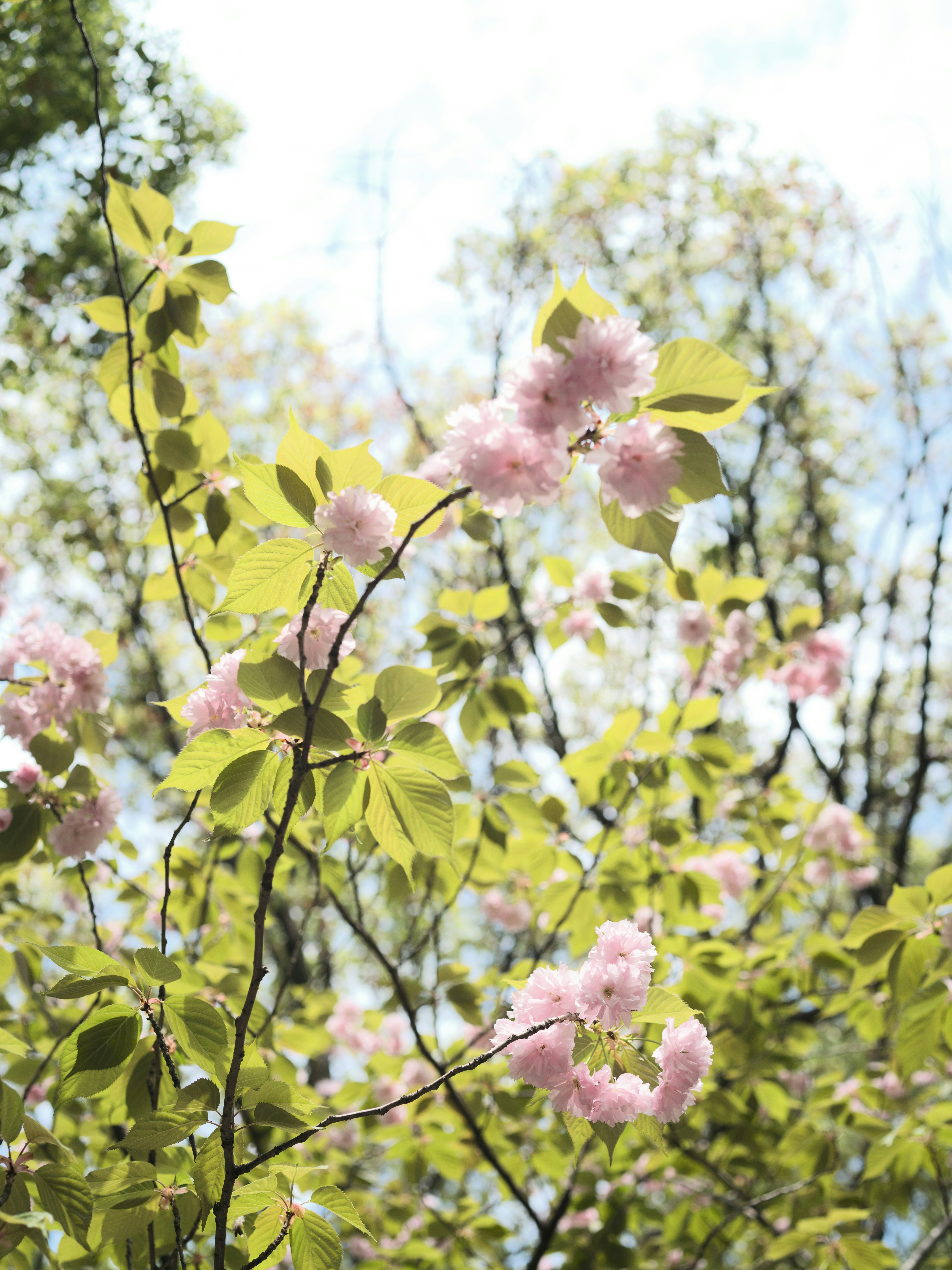 Des cerisiers roses fleurissent sur une branche d’arbre.