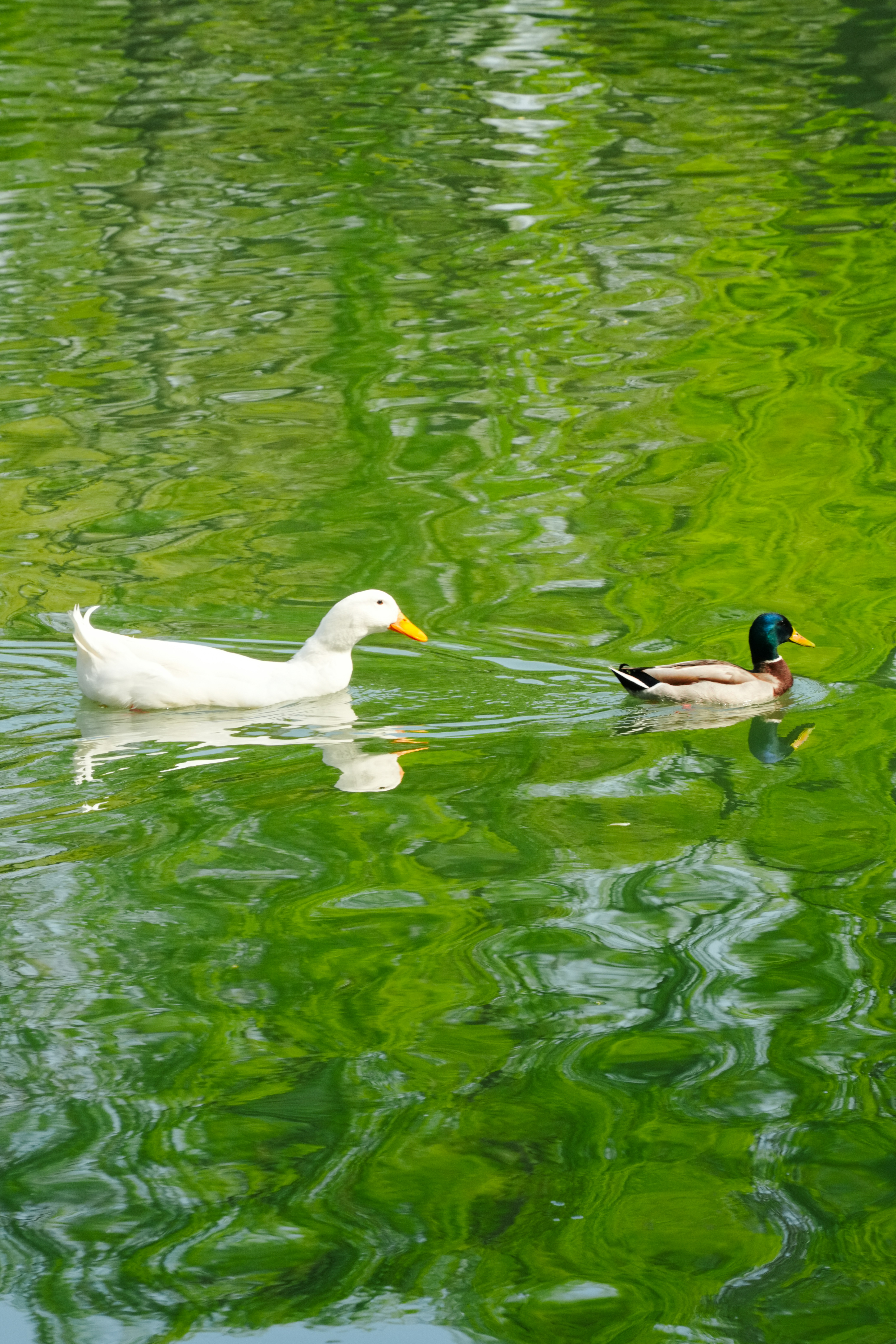 Dos patos nadando en un lago verde