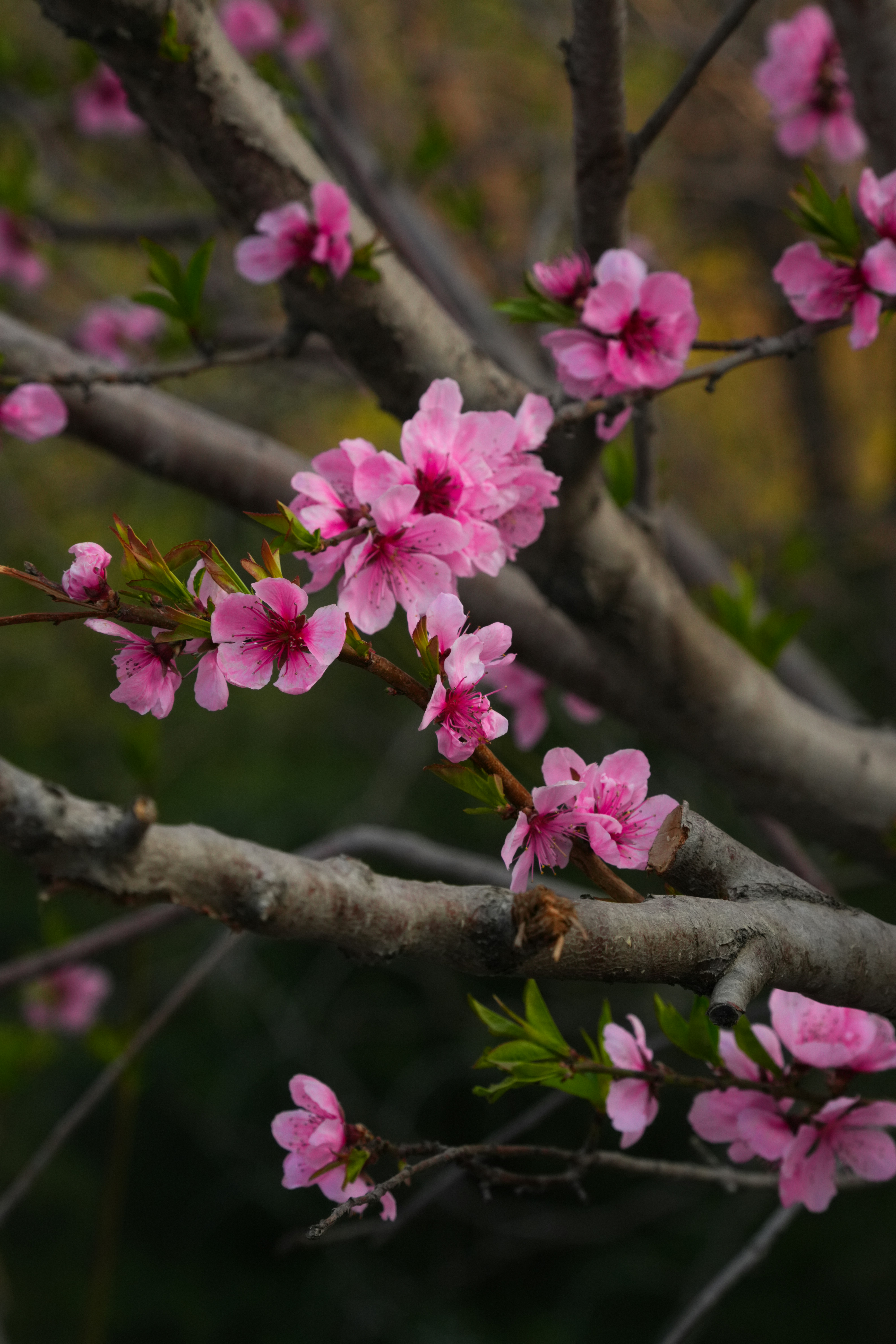 Flores rosas florecen en una rama de árbol