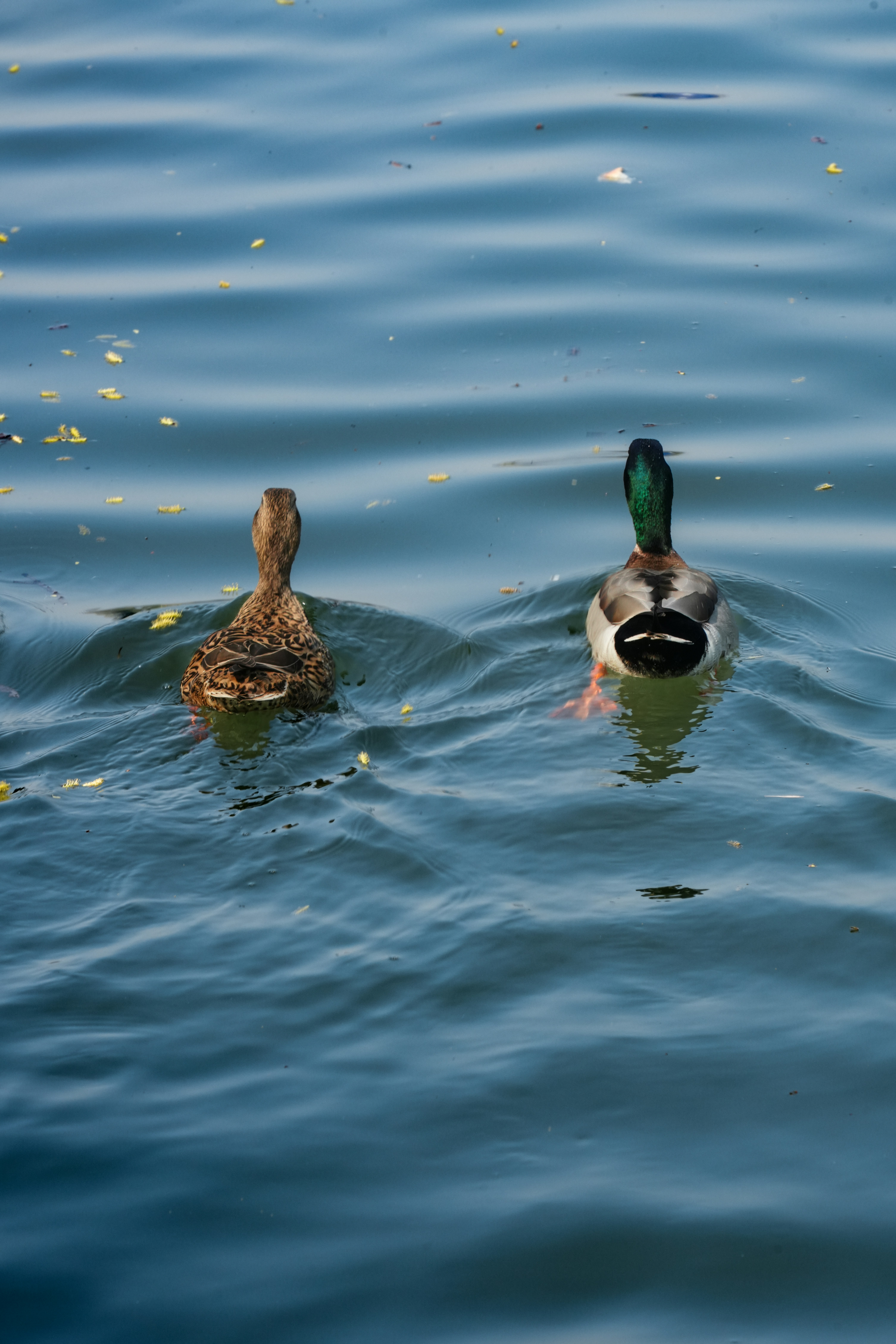 Dos patos nadando en aguas azules