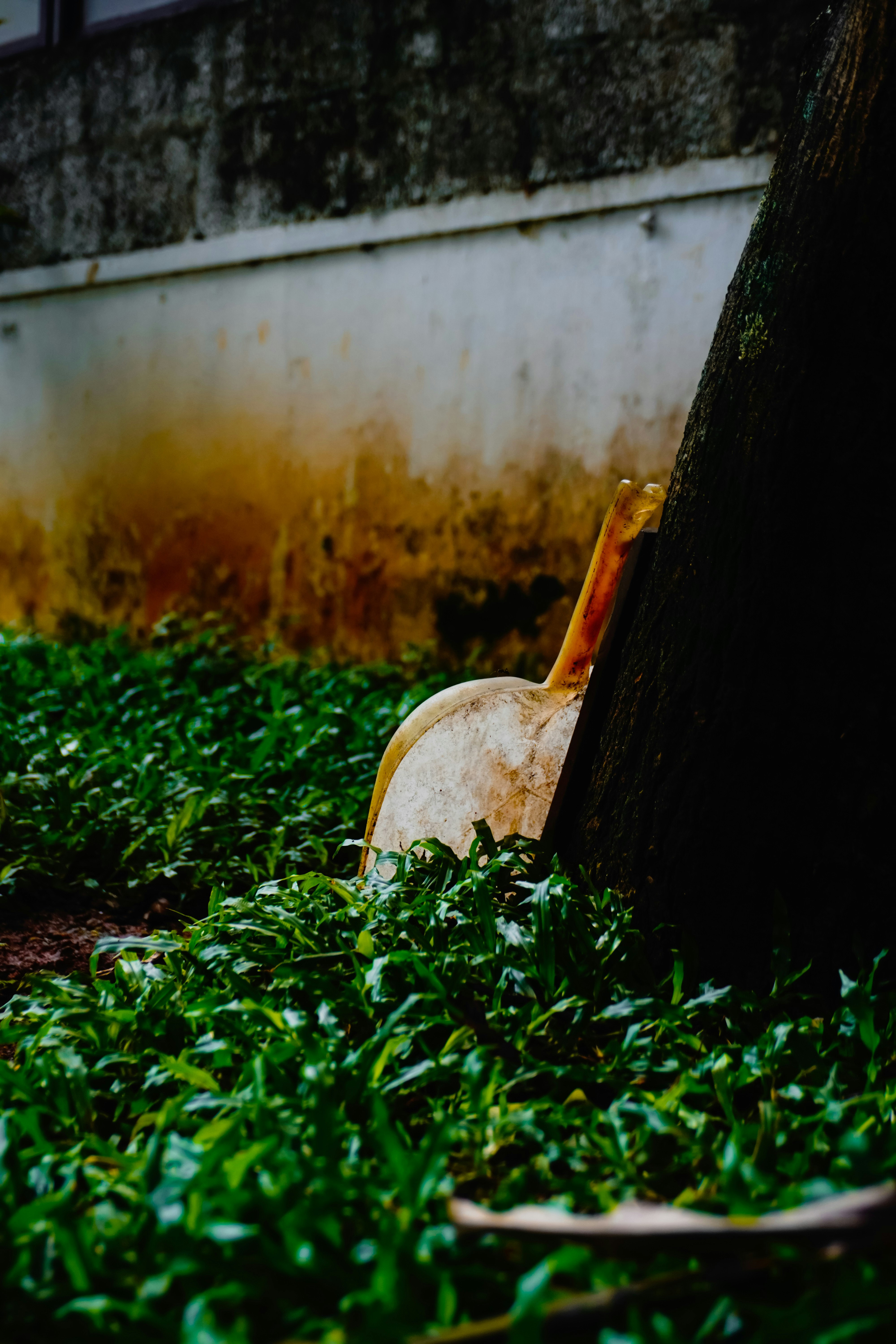 A dusty shovel leans against a tree trunk.