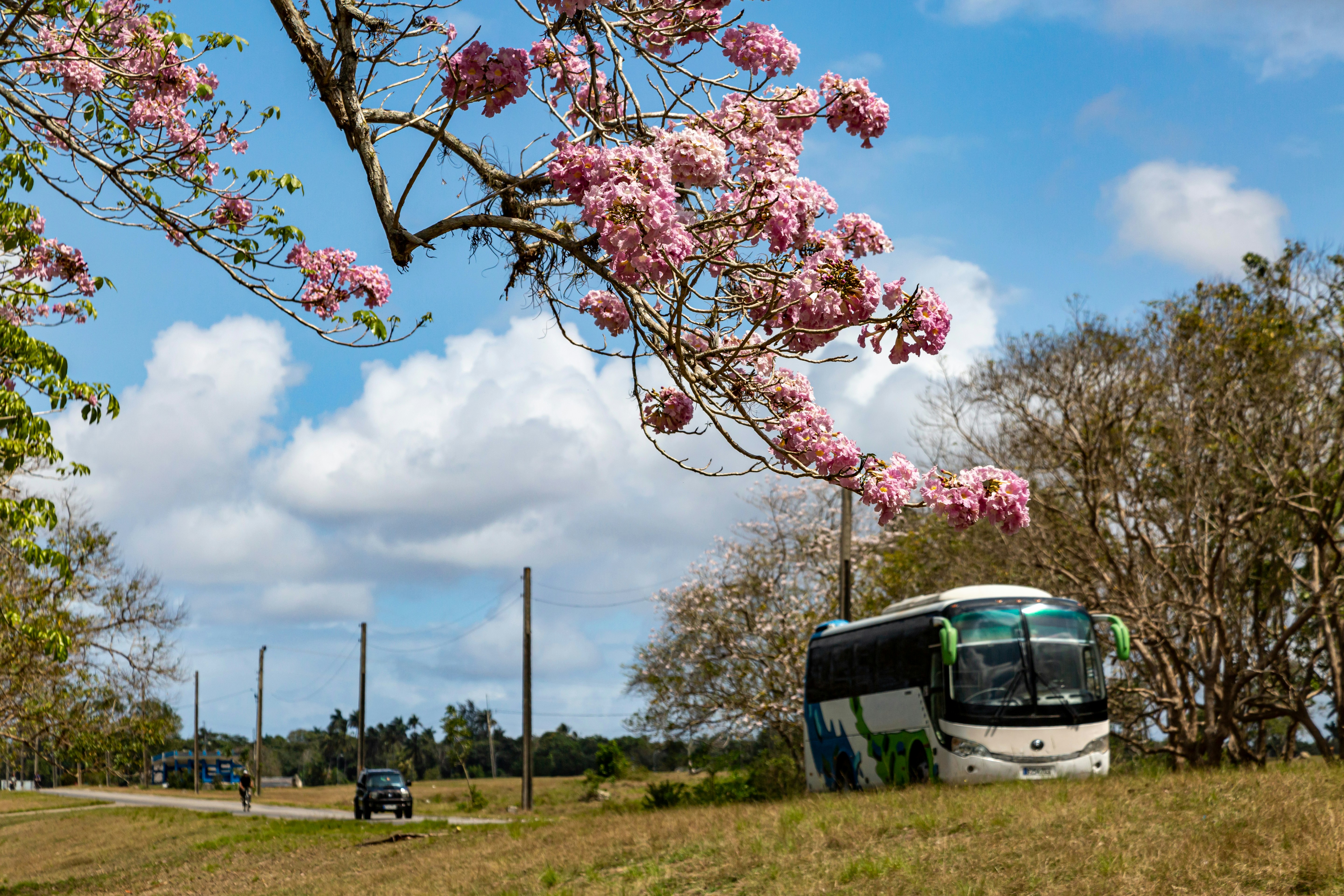 Un bus garé dans un champ herbeux avec des arbres.