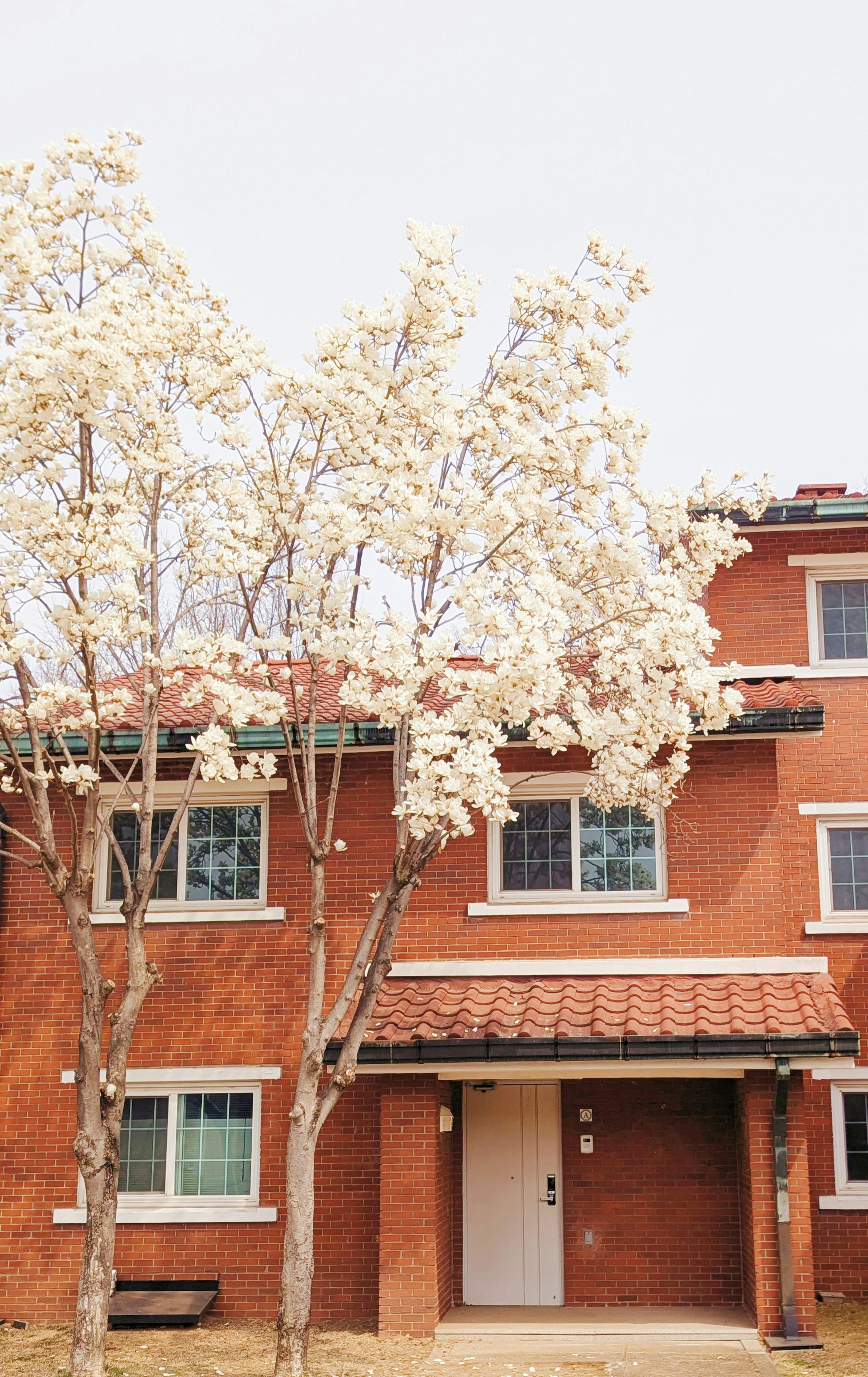 Brick building with flowering trees in front