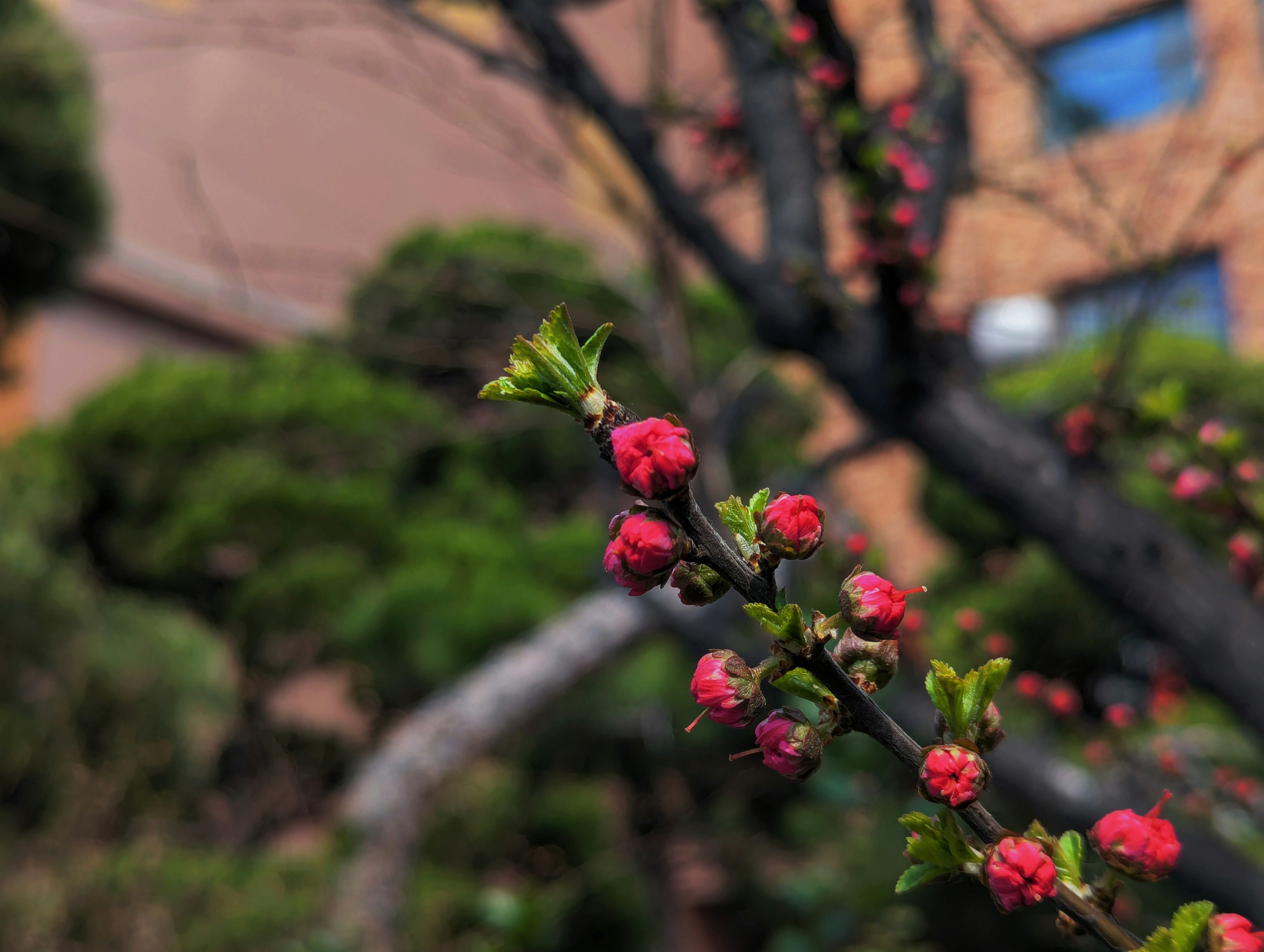 Pink flower buds on a tree branch in spring.