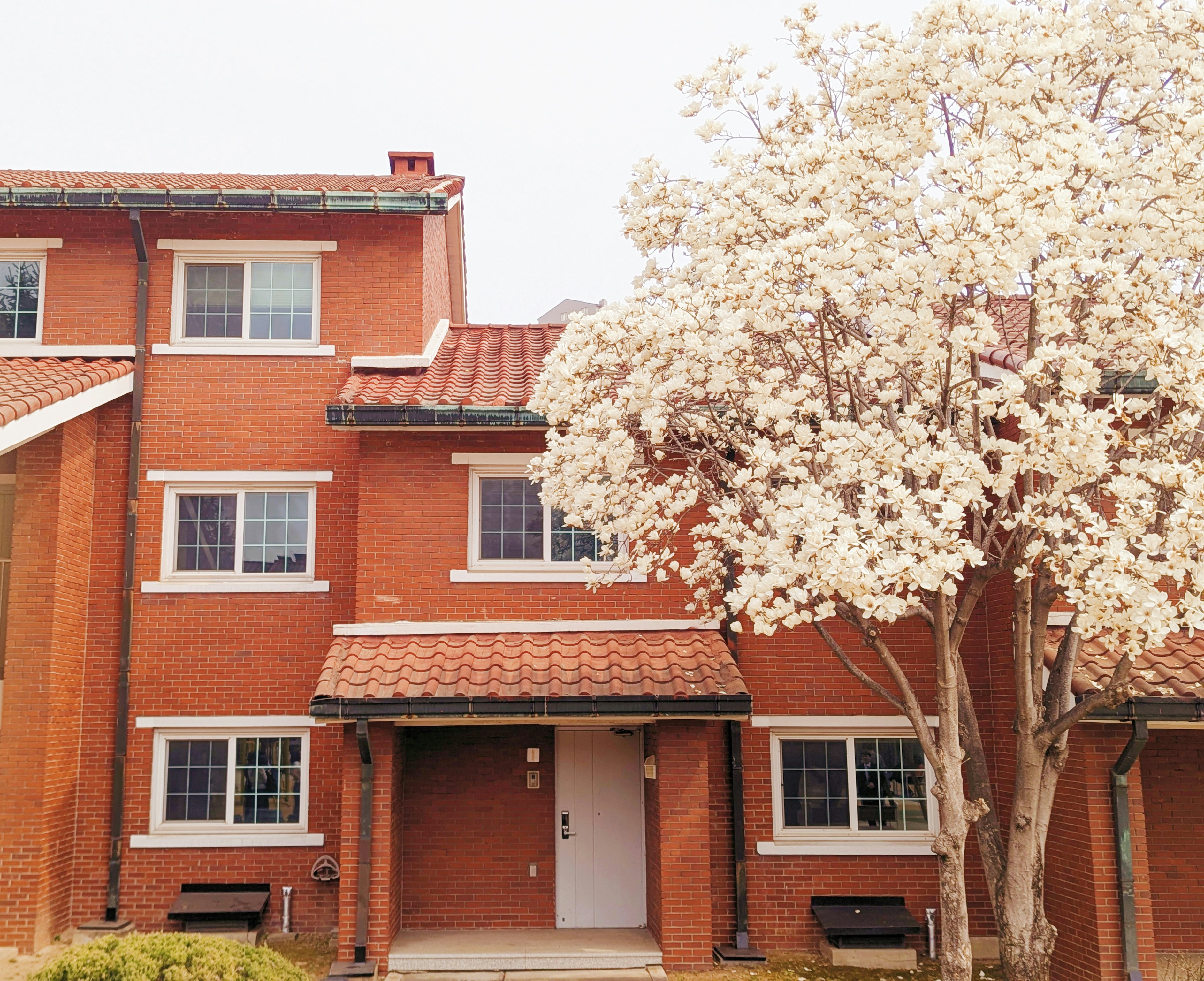 Red brick building with white flowering tree.