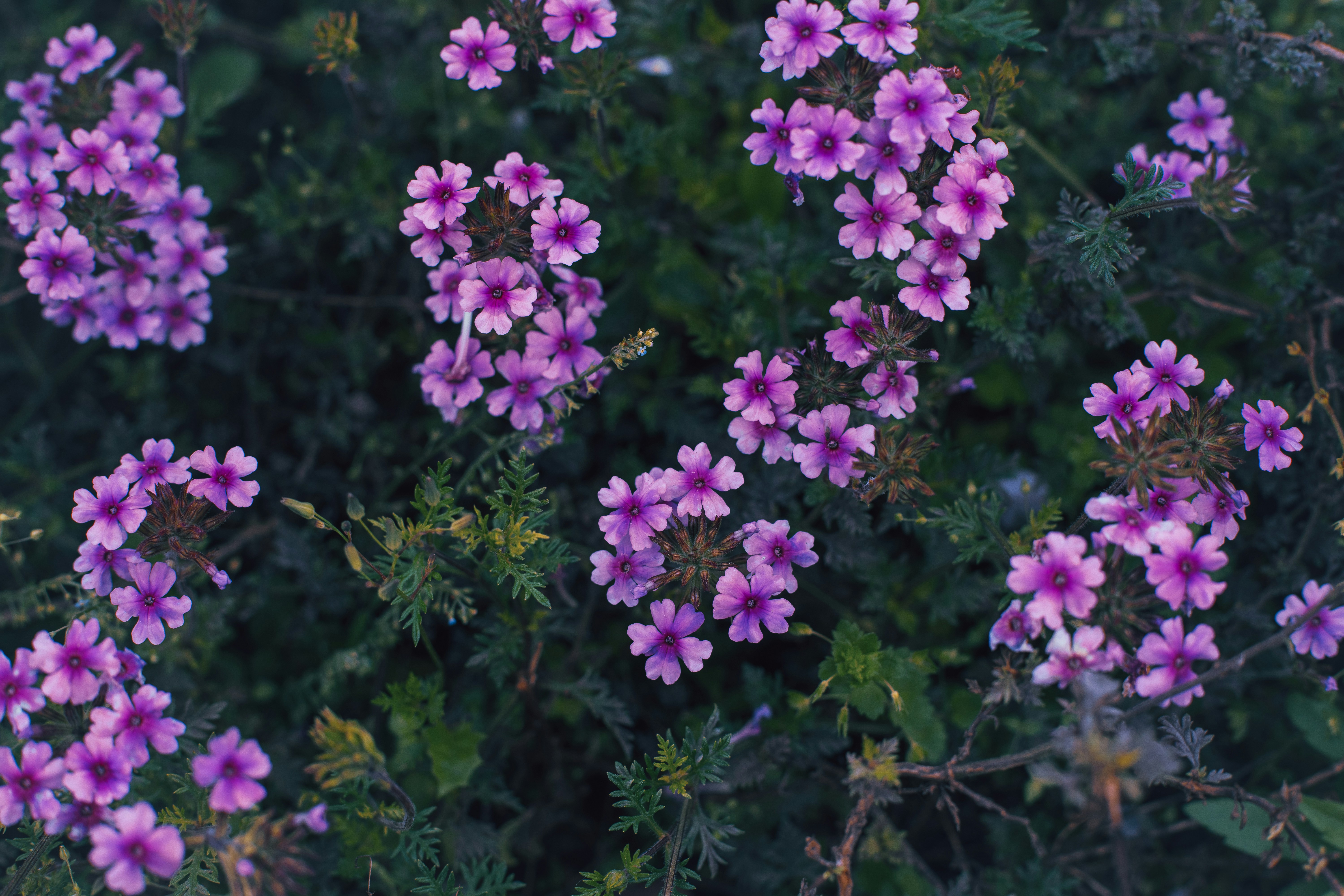 Photo by gchease