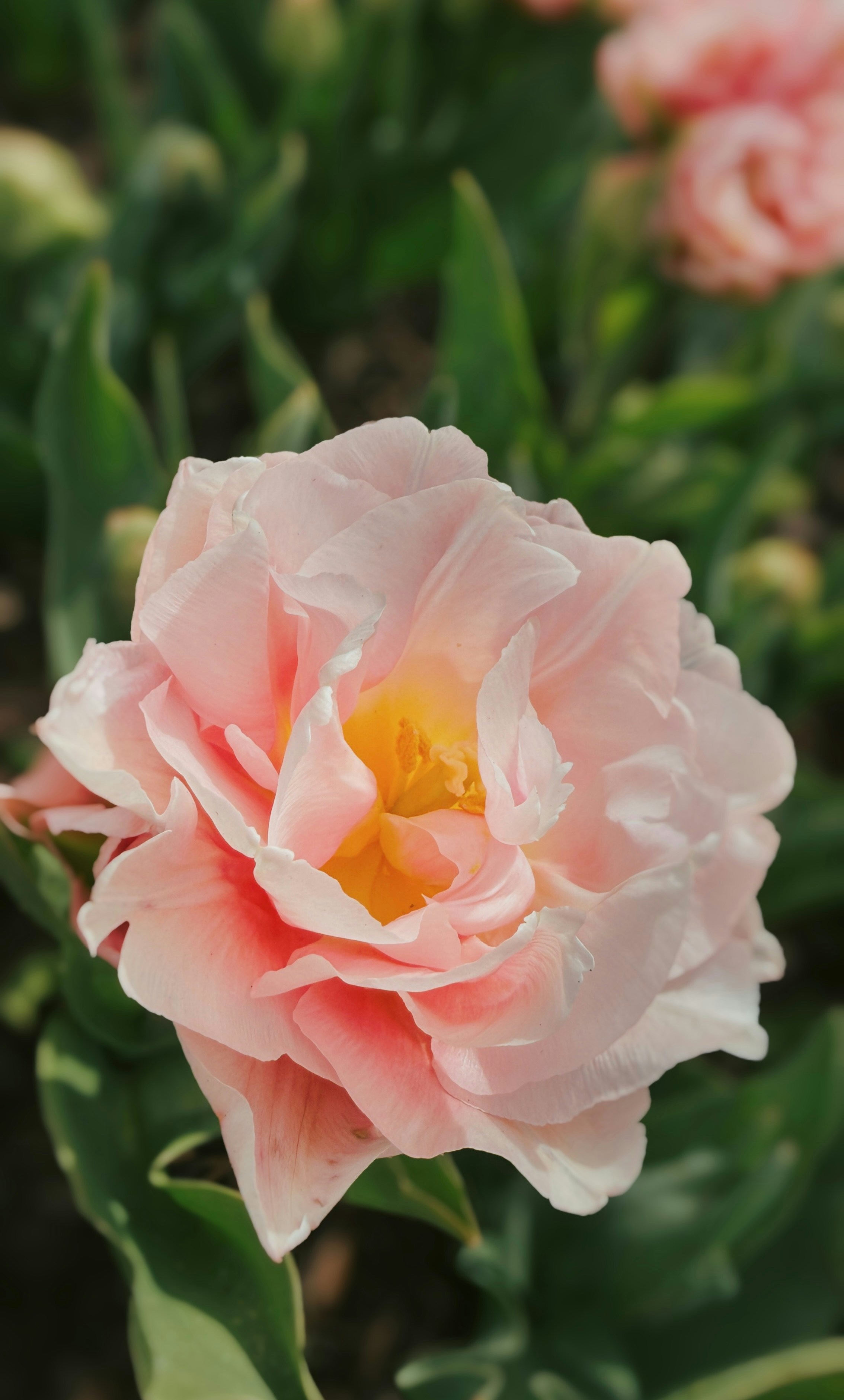 A delicate pink tulip with a yellow center.