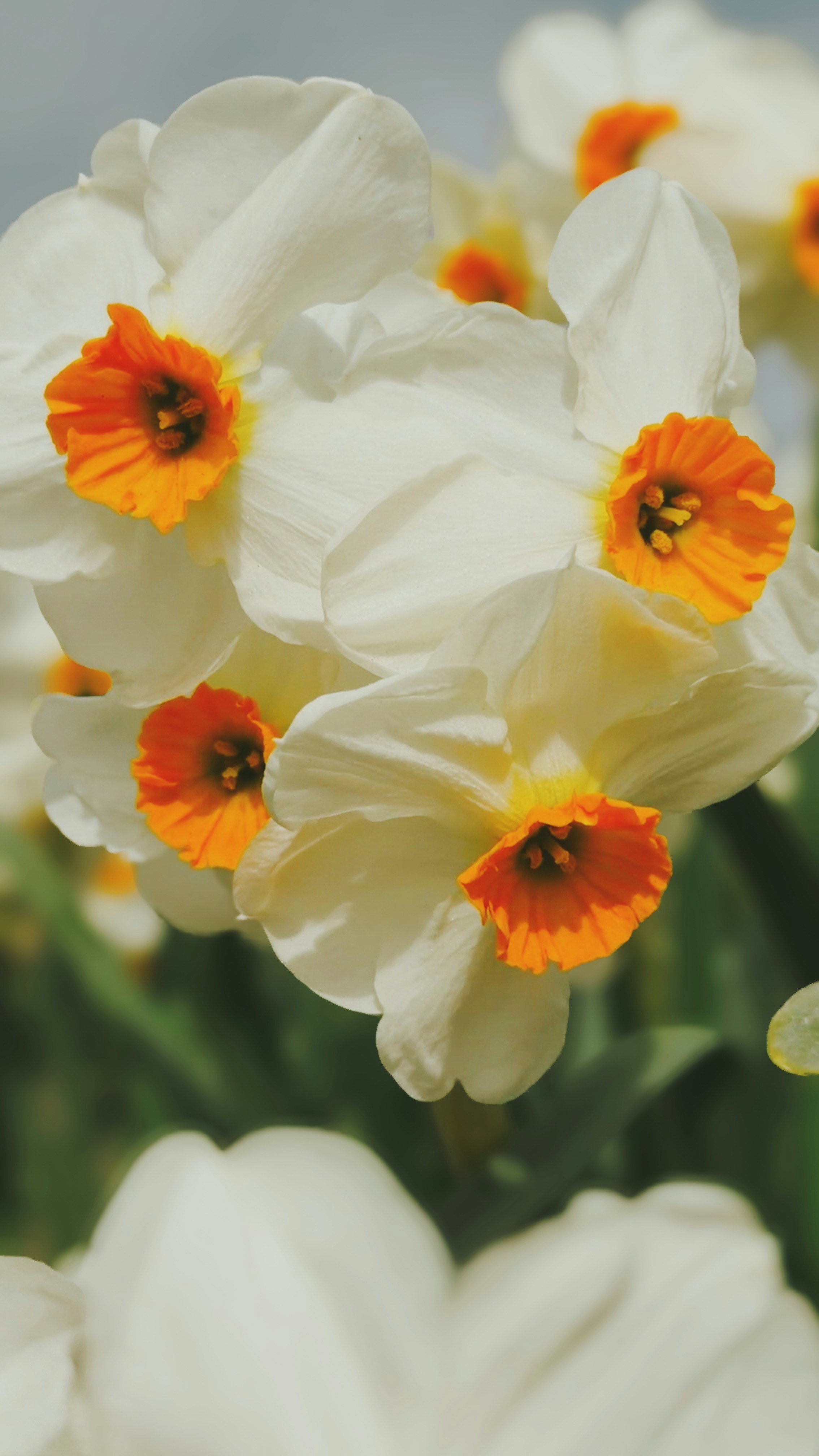 White daffodils with orange centers bloom in spring.