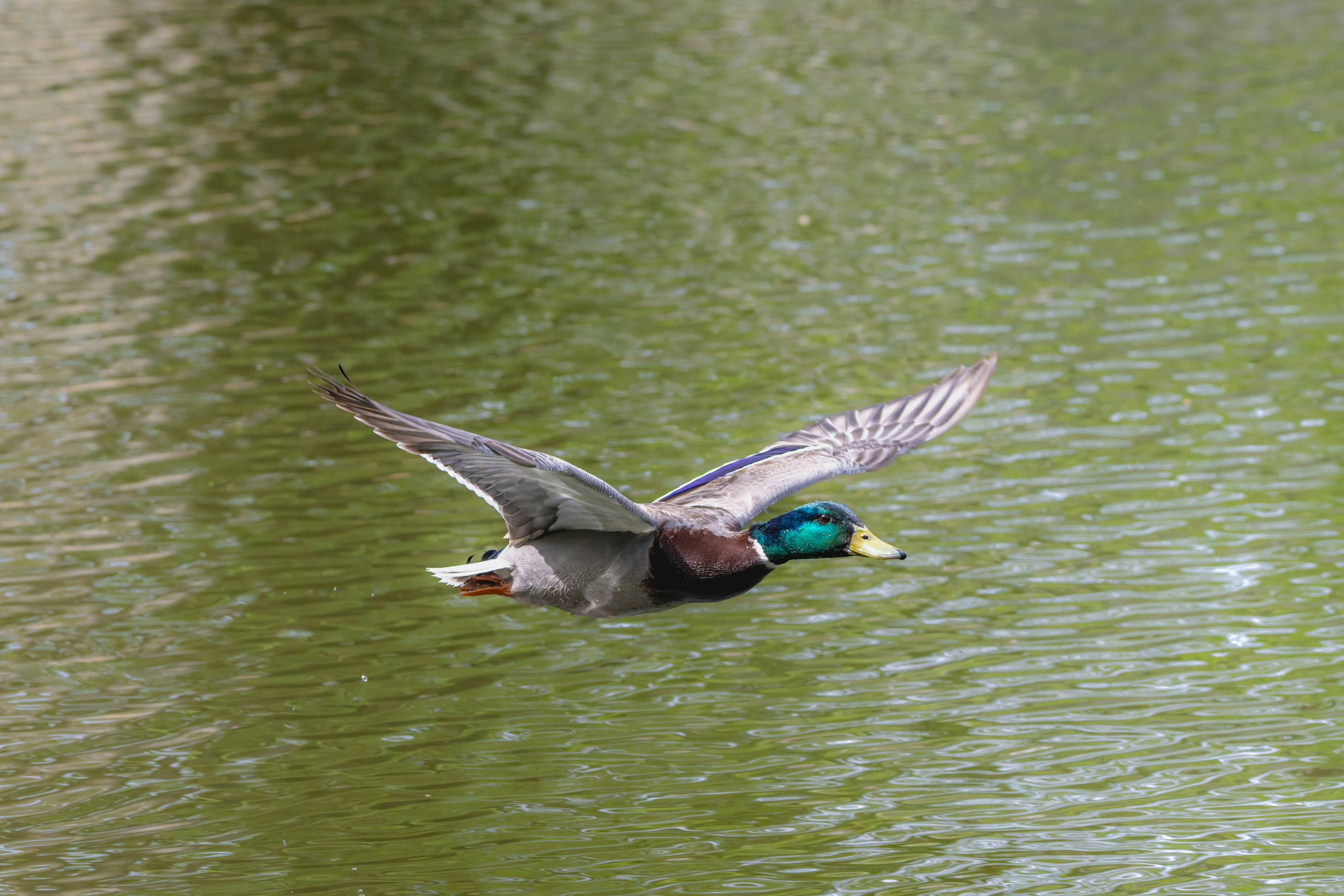 Eine Stockente fliegt über ein grünes Gewässer.
