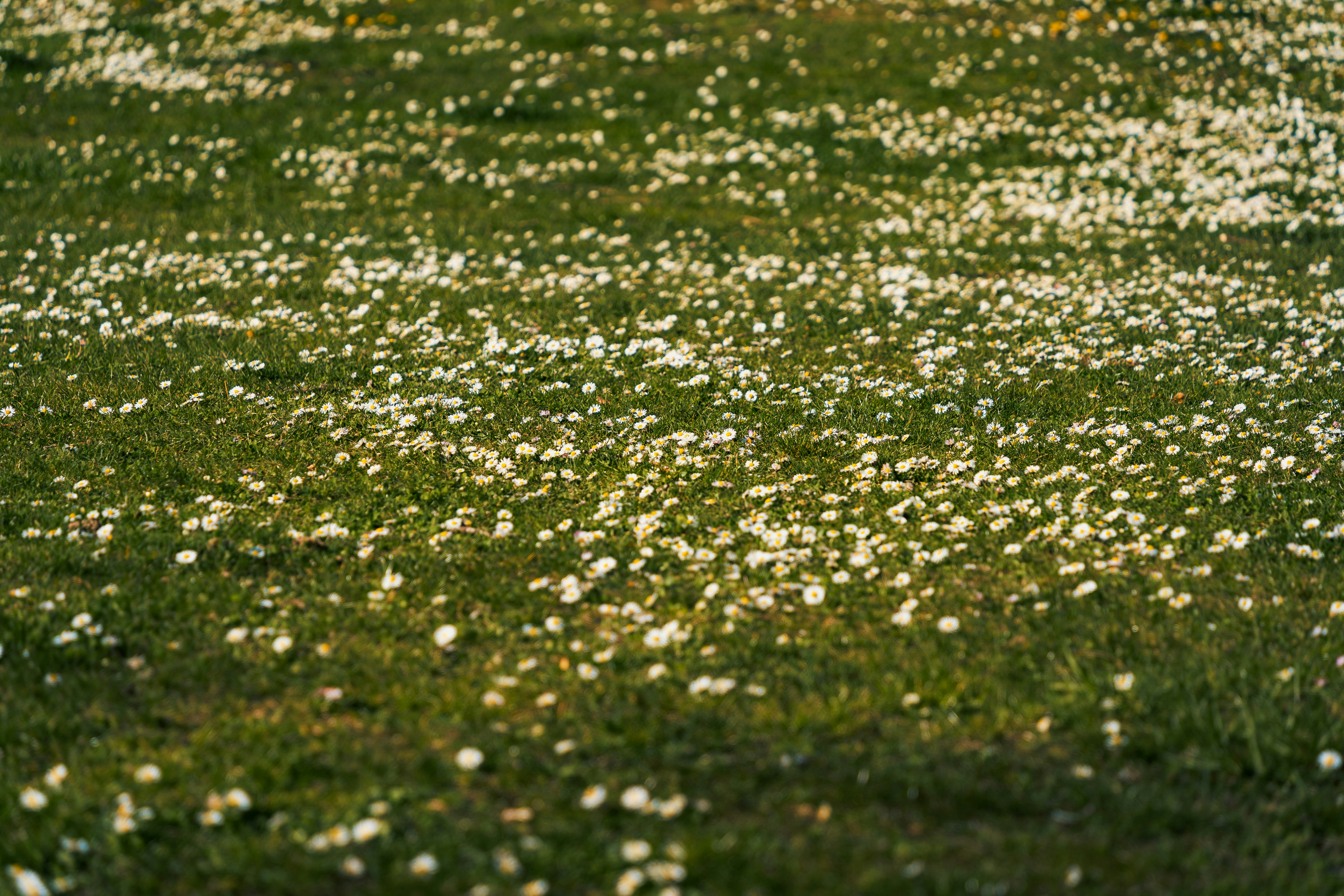 Weiße Blumen lagen über ein grünes, grasbewachsenes Feld verstreut.