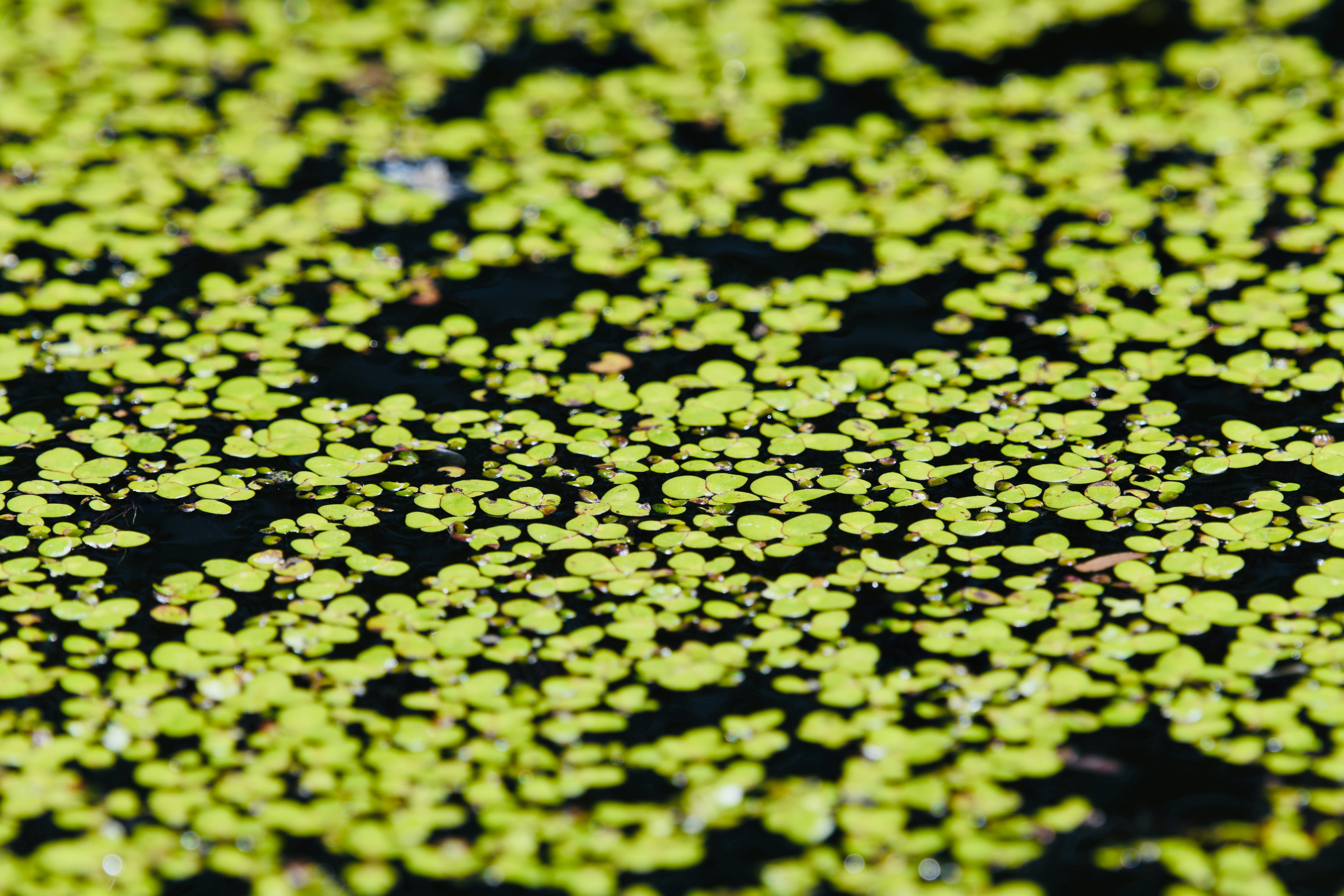 Tiny green plants floating on dark water