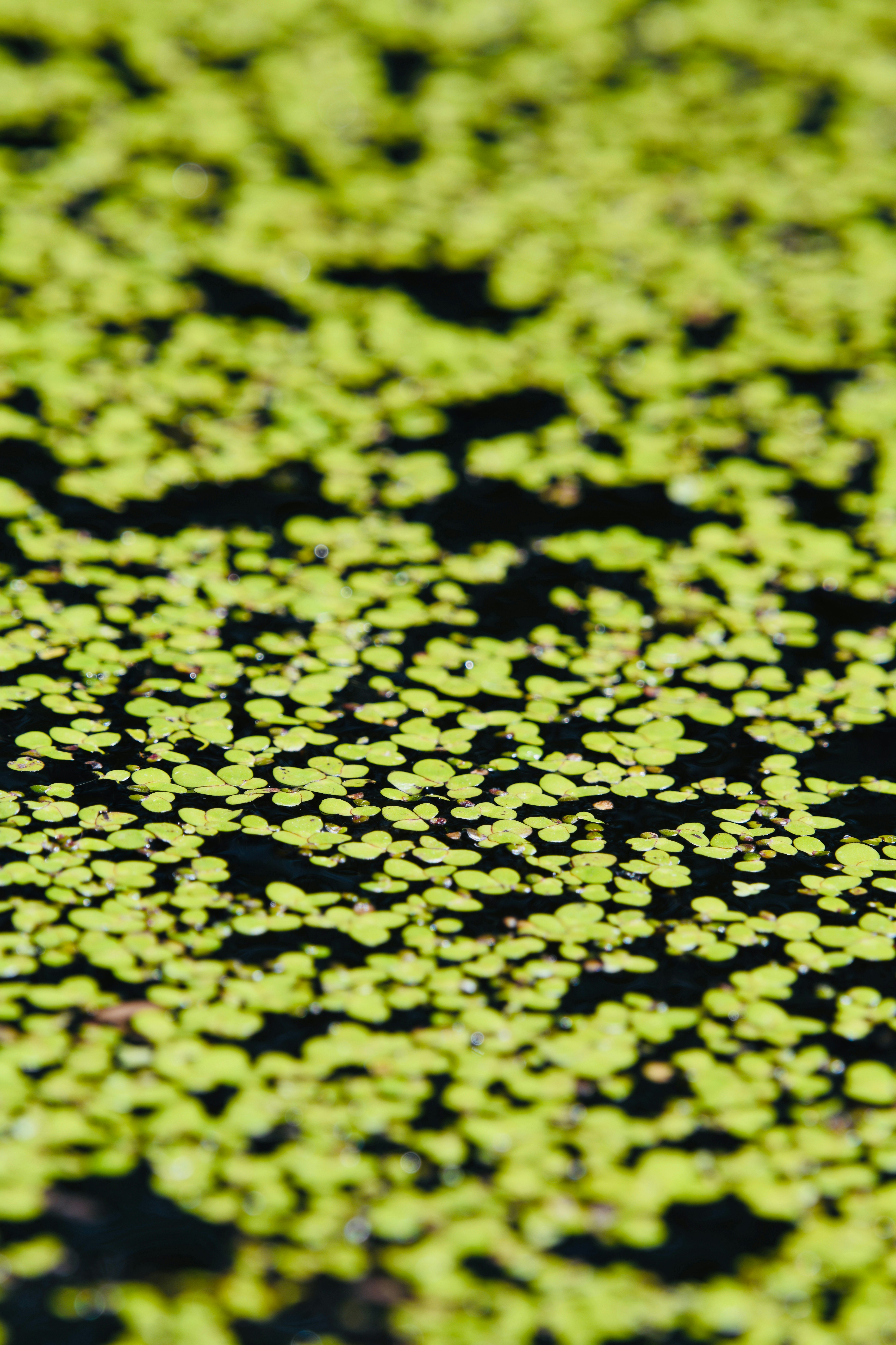 Green duckweed floating on dark water