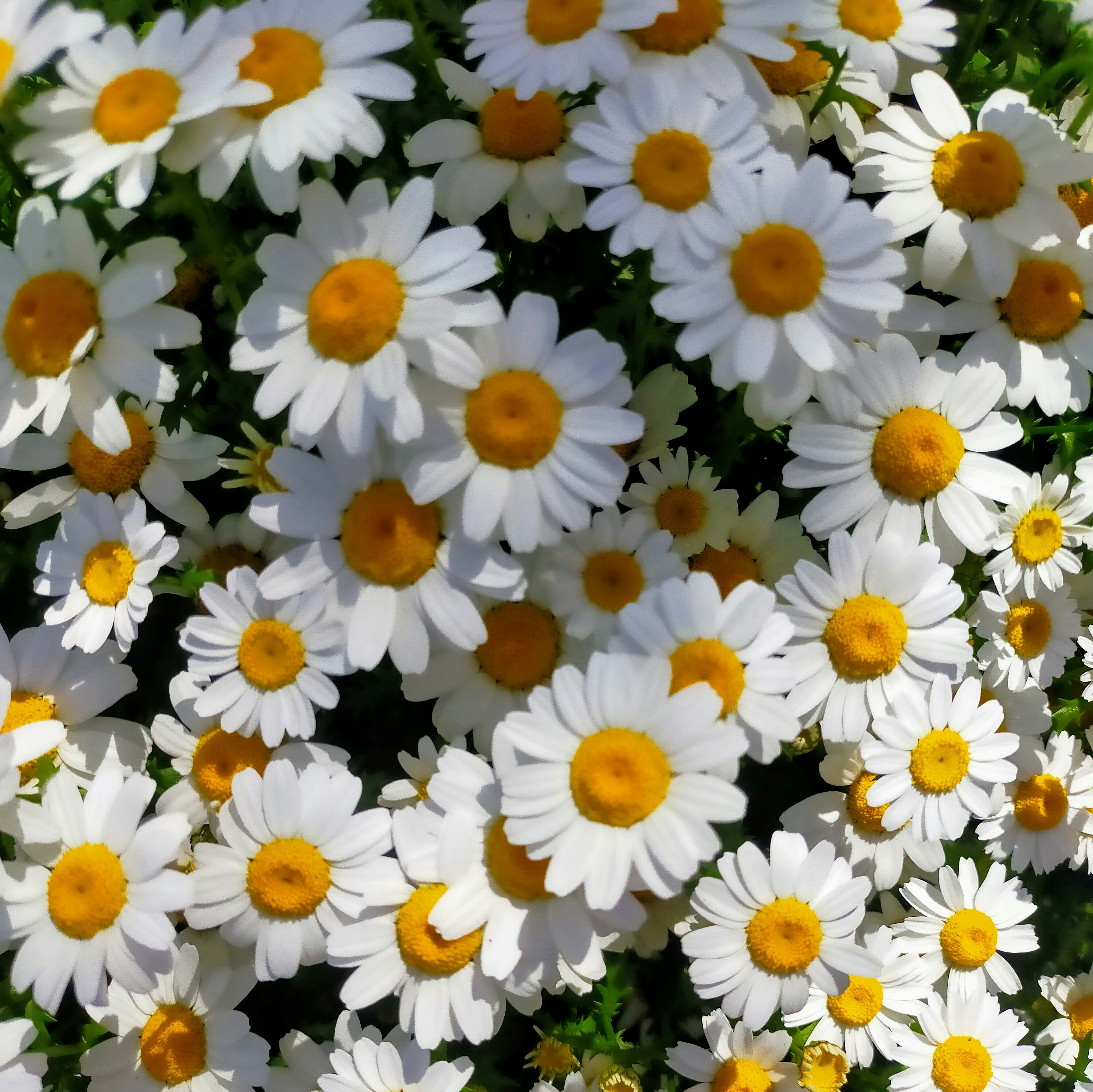 A close-up view of many white daisies with yellow centers