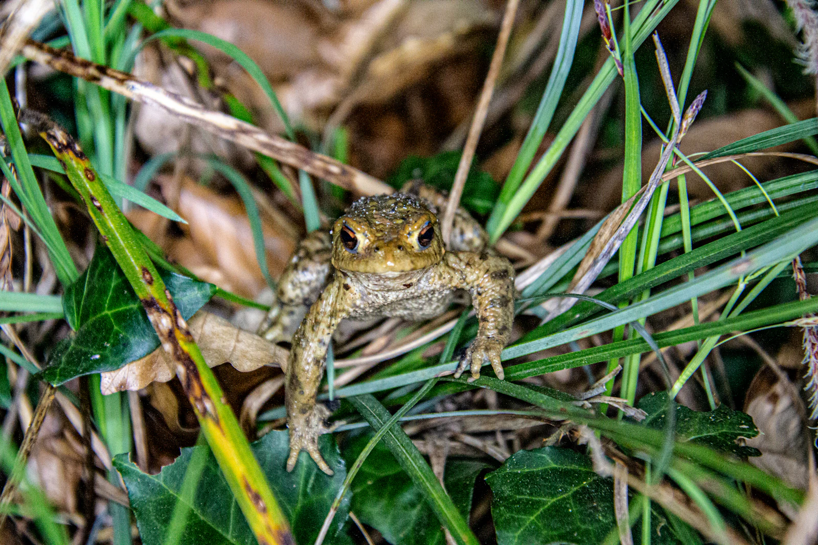 A Common Frog Hid in Plain Sight for a Century — Until Someone Checked London
