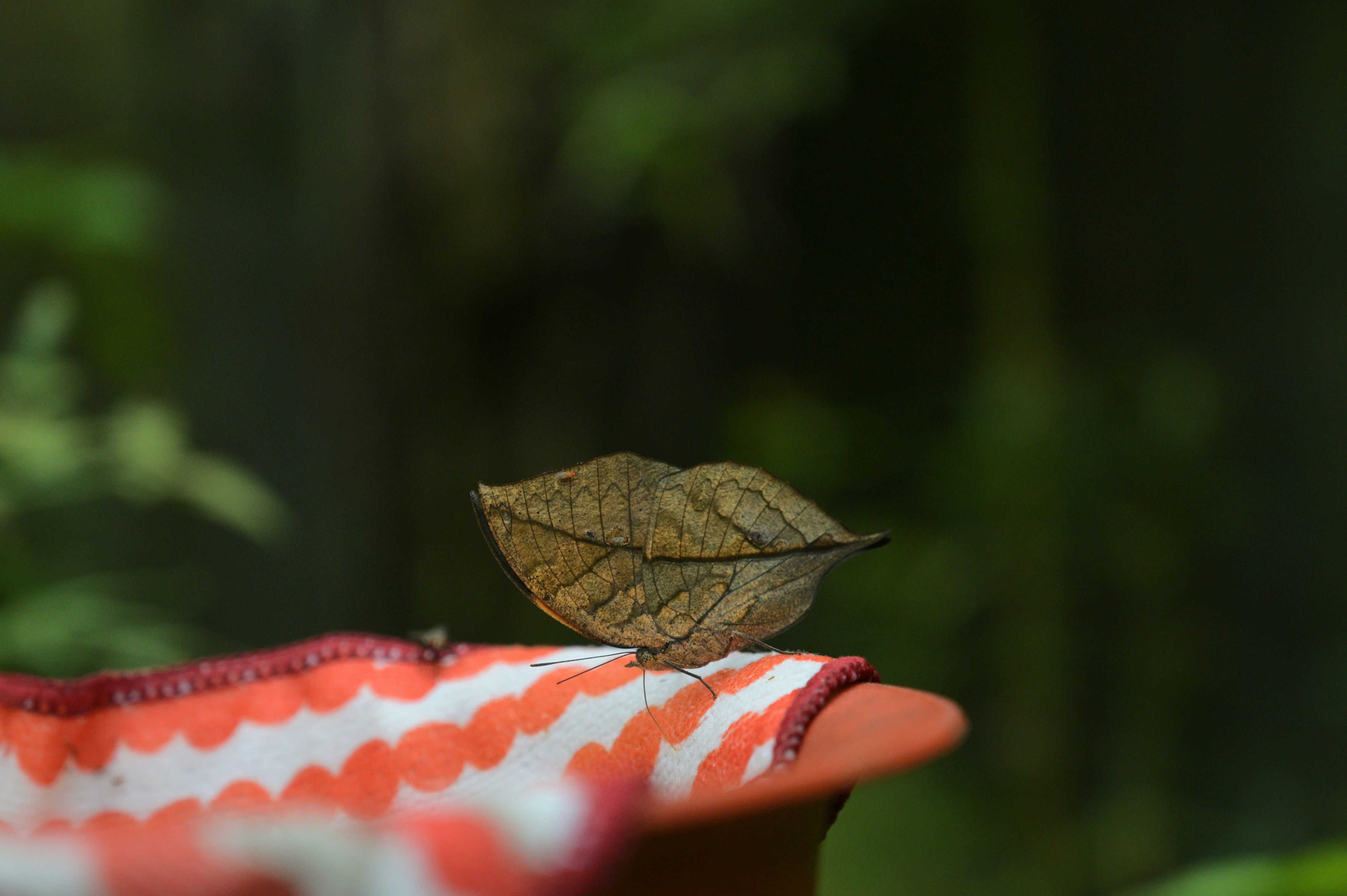 The Scented Leaf