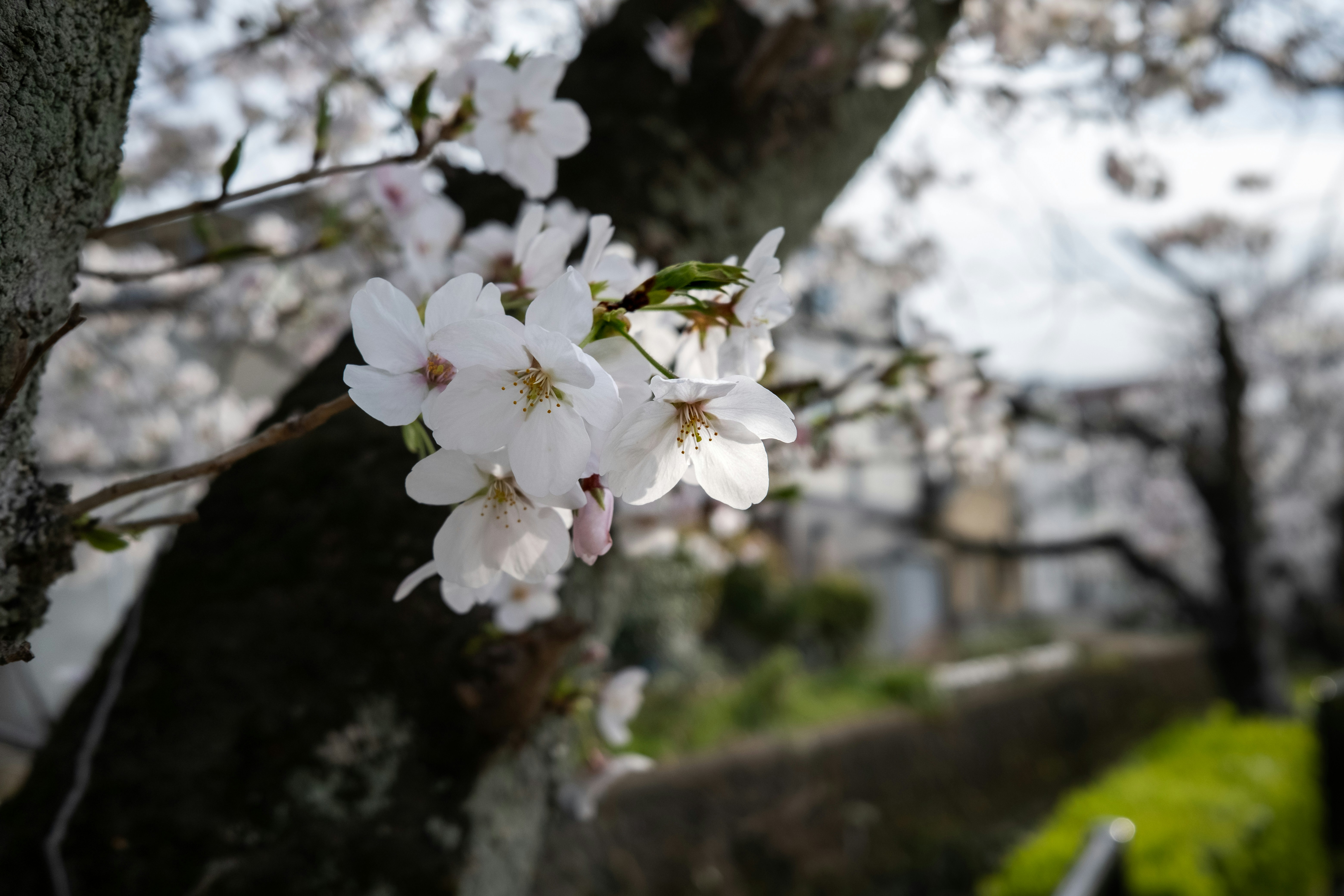 Gros plan sur de délicates fleurs de cerisier blanc sur un arbre.