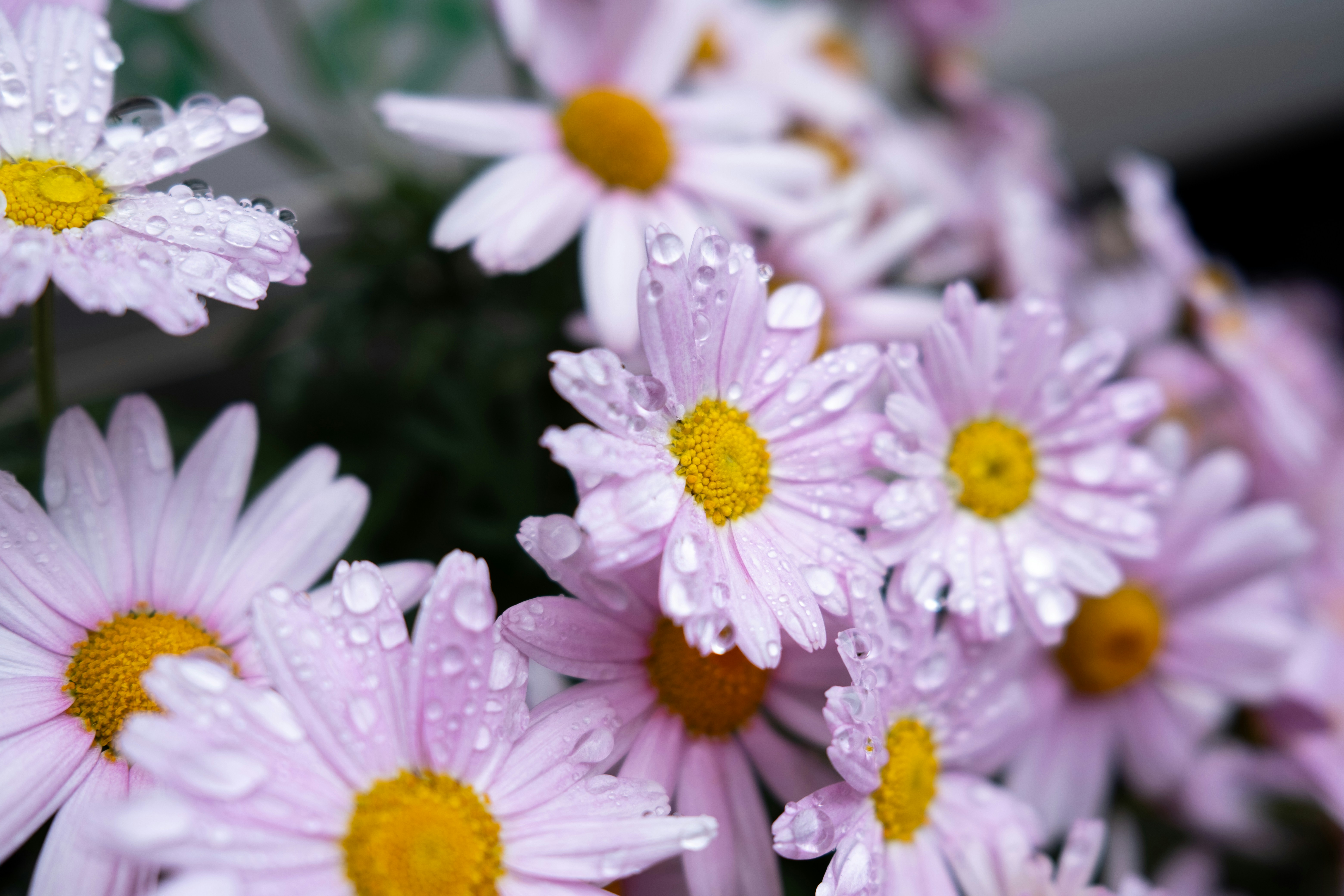 Des marguerites roses avec des gouttelettes d’eau sur les pétales.