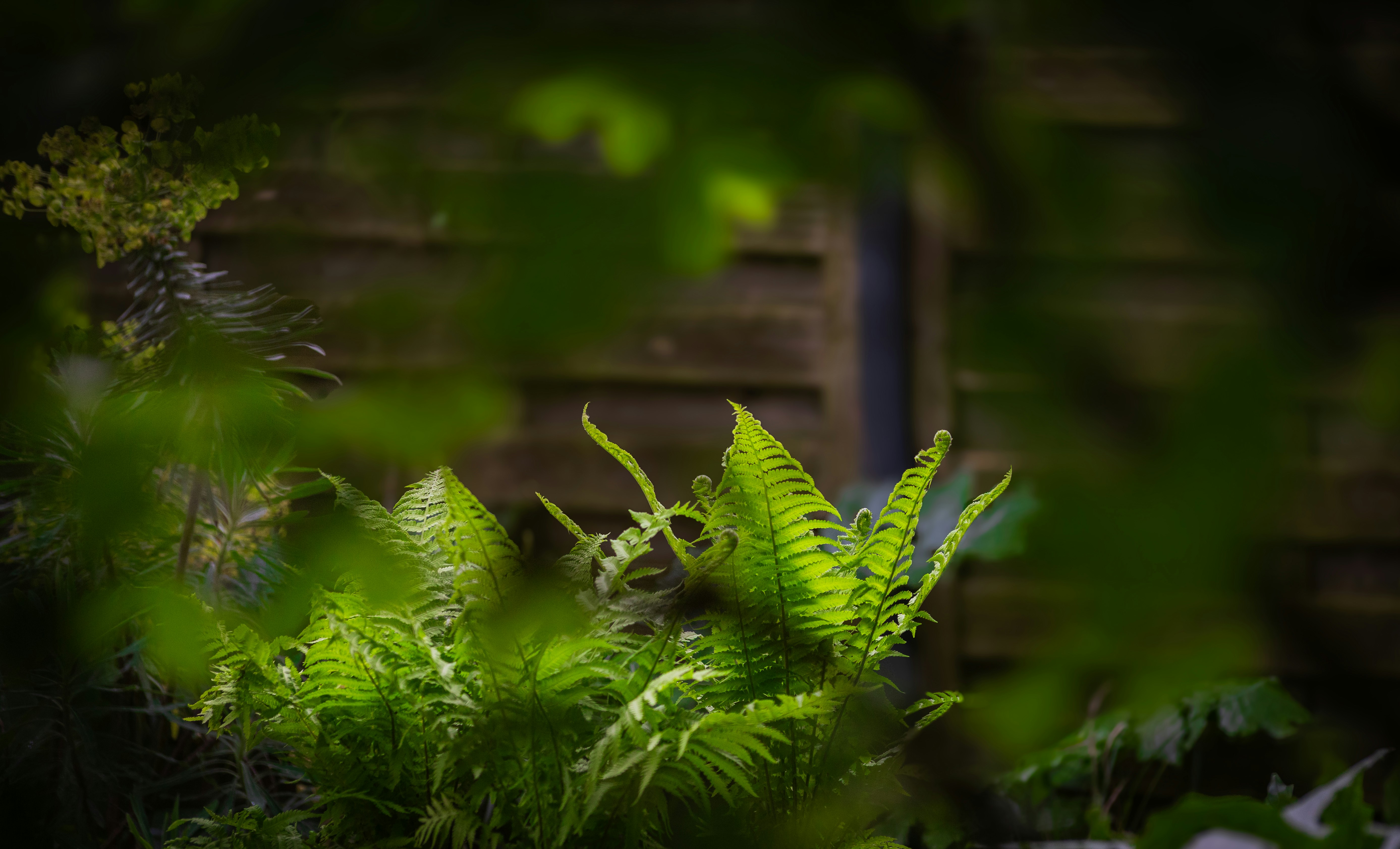Green ferns grow against a wooden fence.