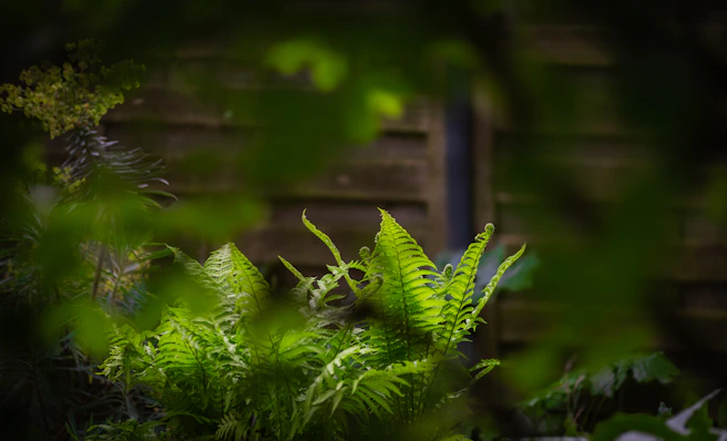 Green ferns grow against a wooden fence.